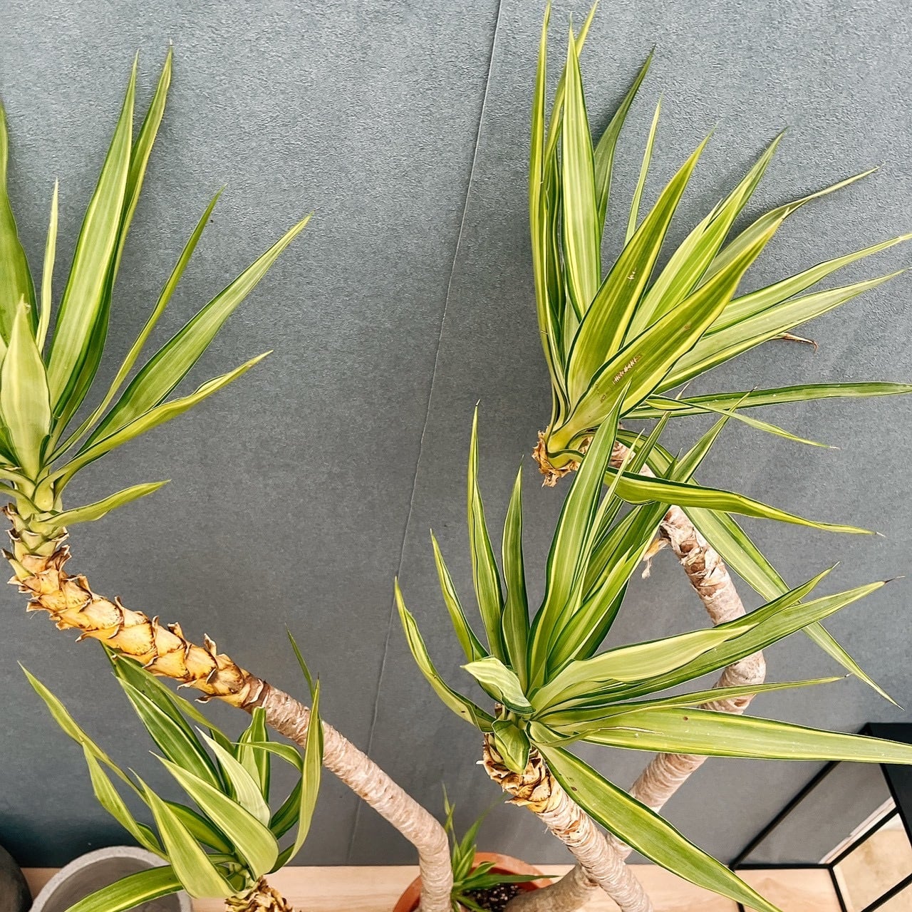 現品］1番 ユッカ エレファンティペス 斑入り 10号 観葉植物 室内 大型