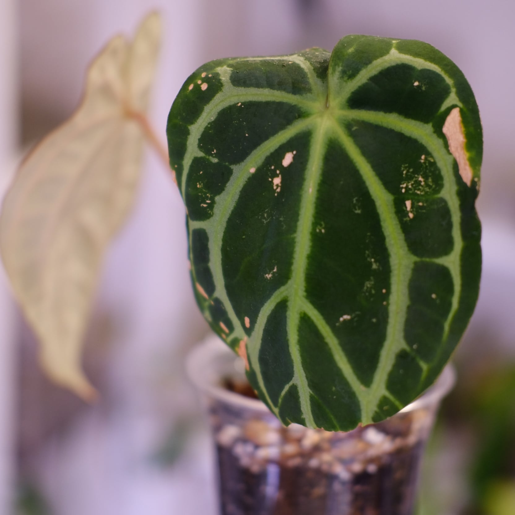 Anthurium Carlablackiae / アンスリウム カーラブラッキー⑫