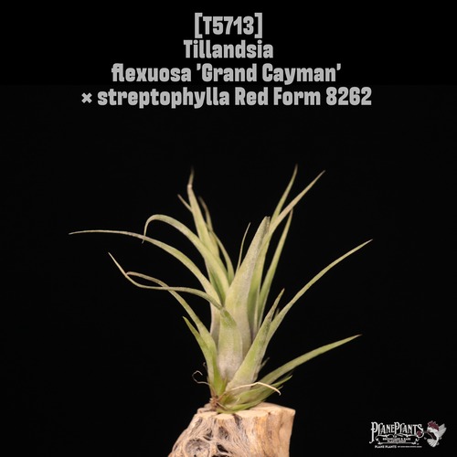 【reserved】flexuosa 'Grand Cayman'  × streptophylla Red Form 8262〔エアプランツ〕現品発送T5713