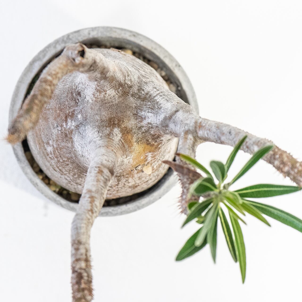 グラキリス 堂々たる存在感を放つ現地球 モルタル鉢仕立ての一点物