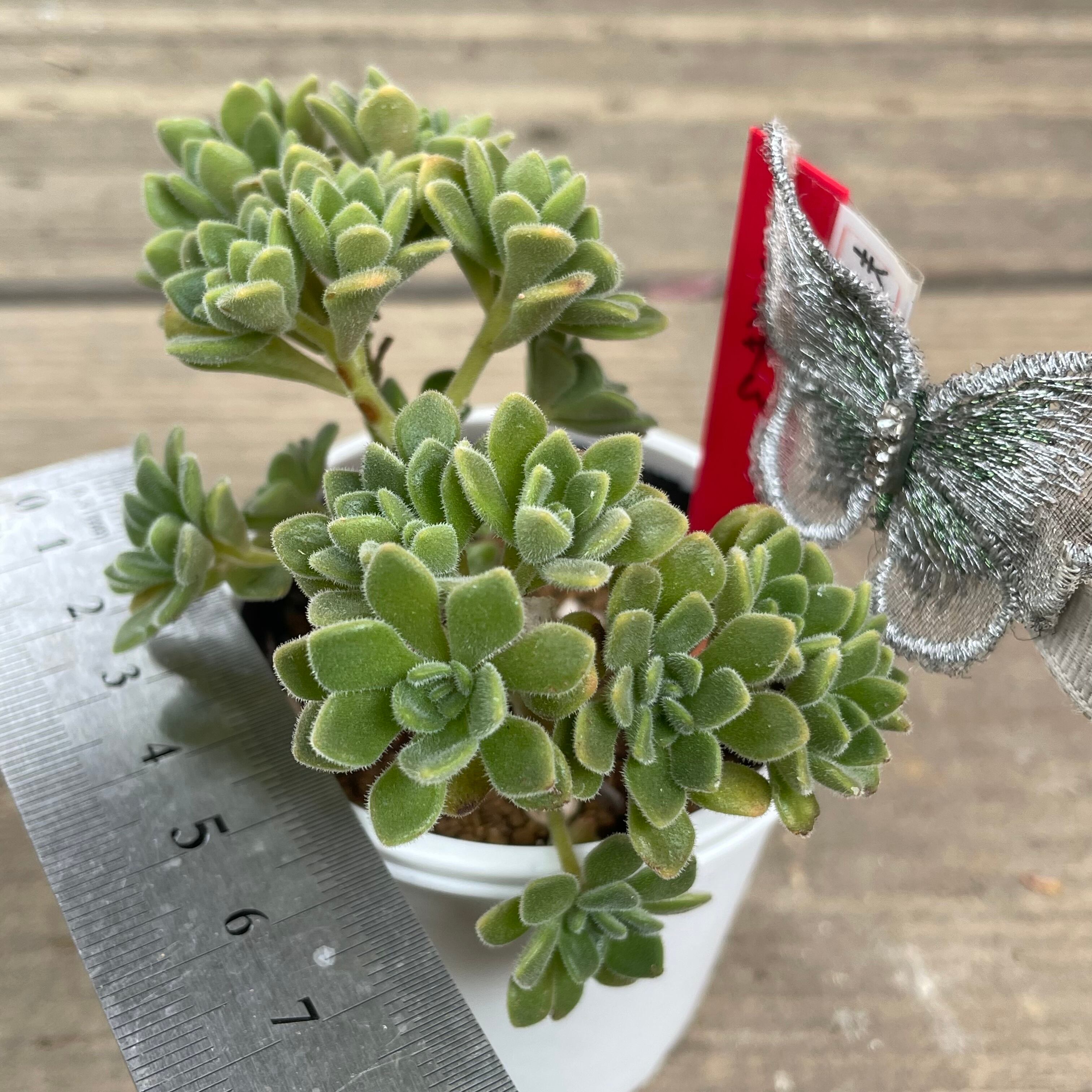 トルツオサム | RuPo 多肉植物専門店