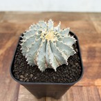 Geohintonia mexicana【ゲオヒントニア・メキシカーナ】