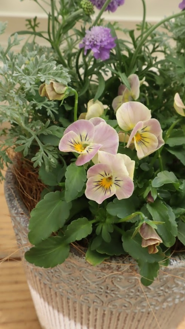 桂楓園さんオリジナルビオラ　万葉菫『おぼろ月』とスカビオサ『Blue Bllon』の寄せ植え