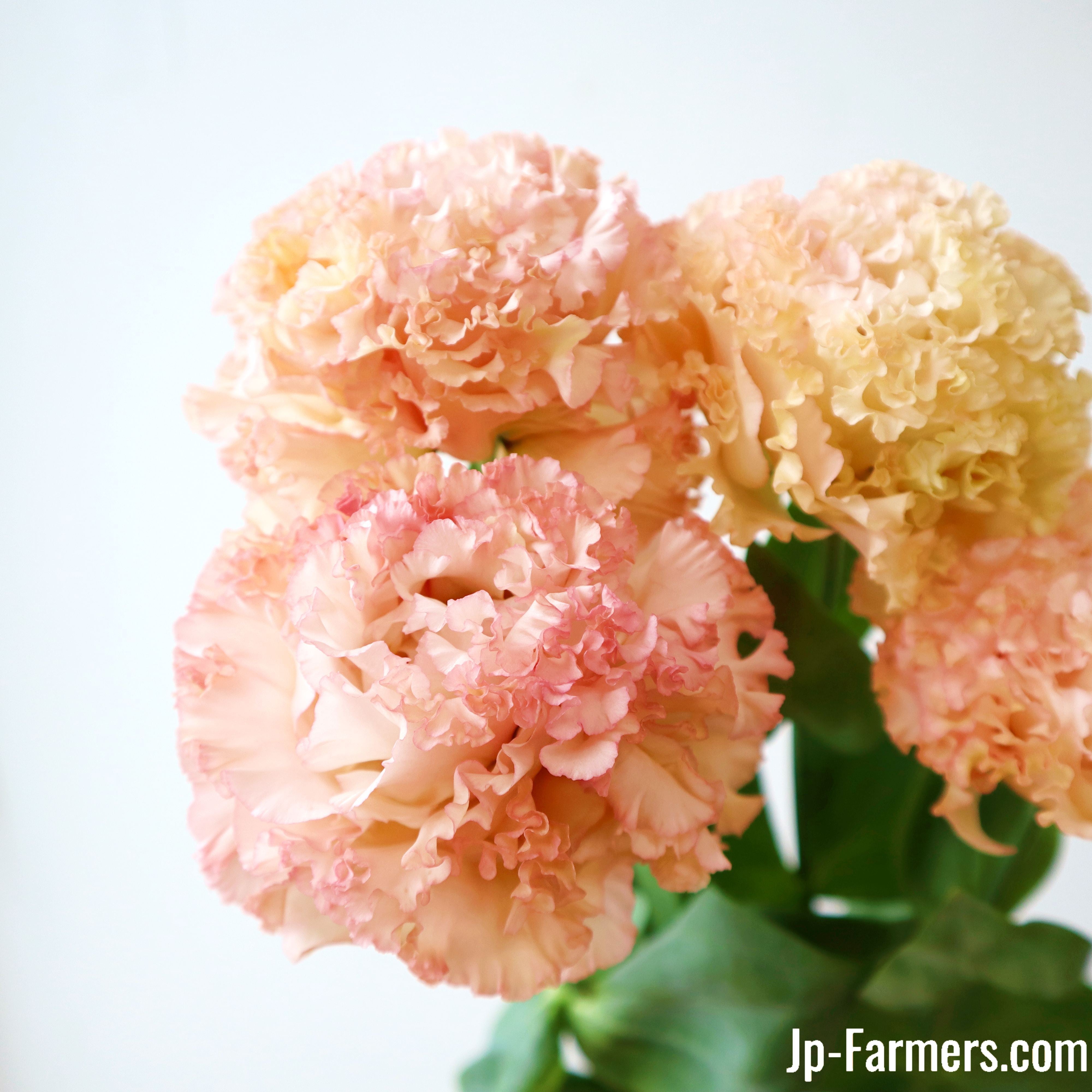 トルコキキョウ | 新鮮お花問屋 Jp-Farmers.com