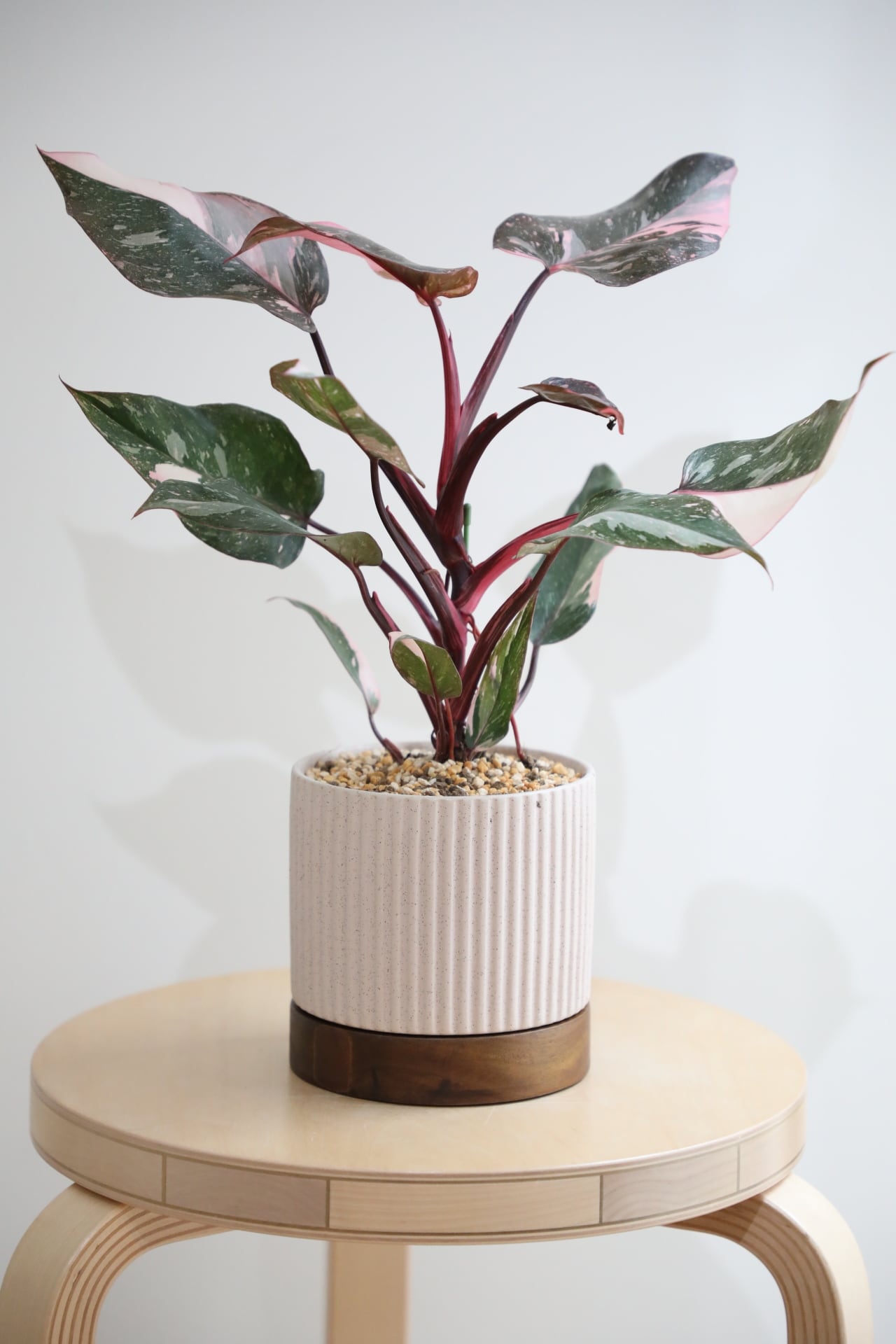 M】フィロデンドロン ピンクプリンセス/Philodendron Pink Princess