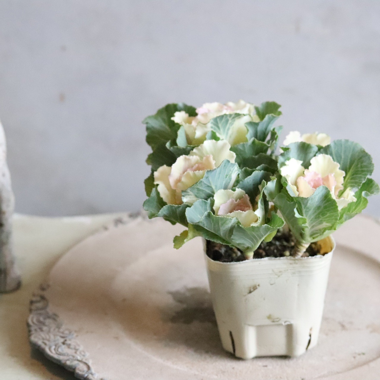 ハボタンセッションベビーチュール　お正月　寄せ植え　縁起のいいもの　可愛いハボタン