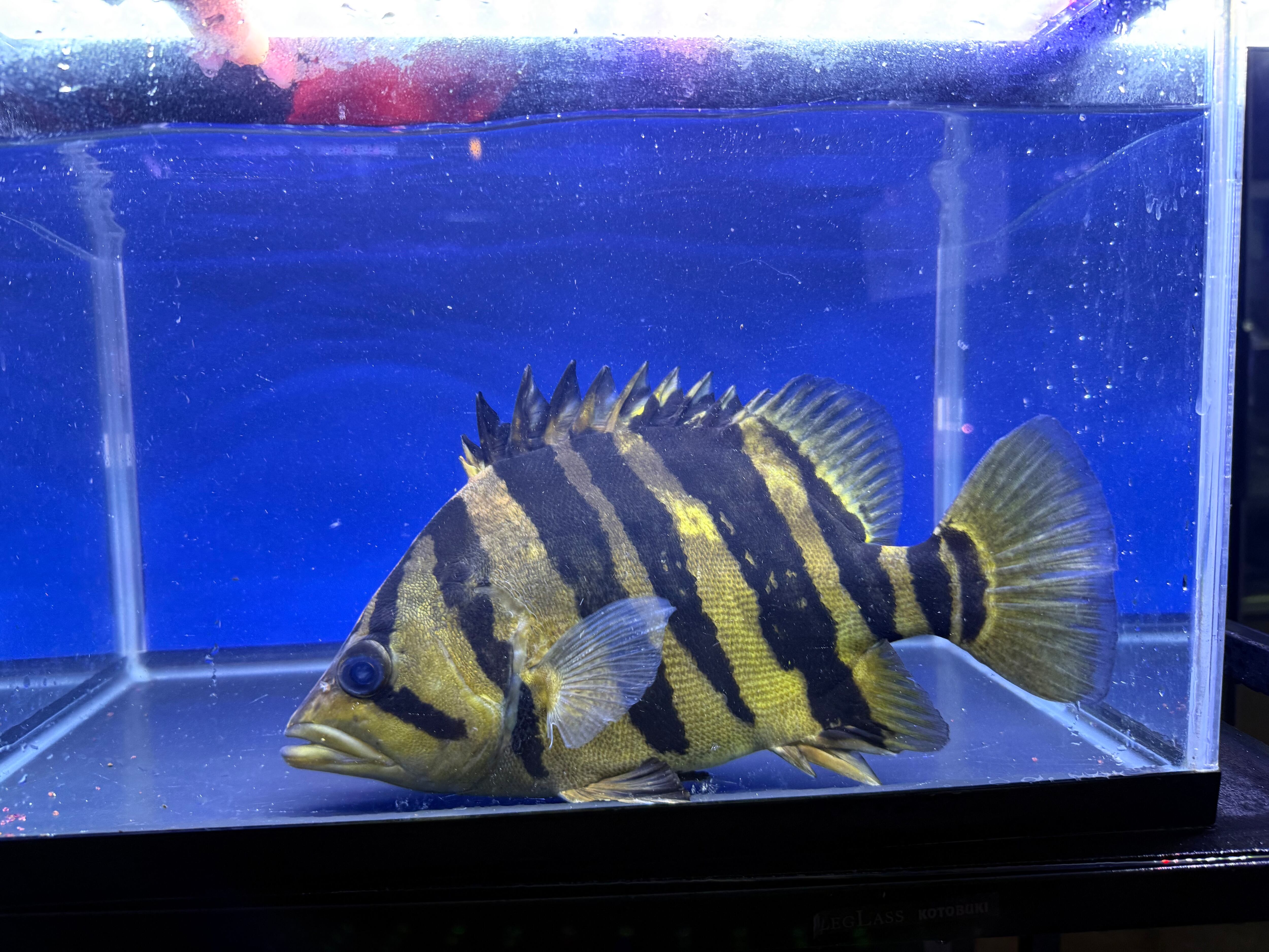 J01⑩ ダトニオプラスワン セミショート 30㎝前後 おとひめ食べます