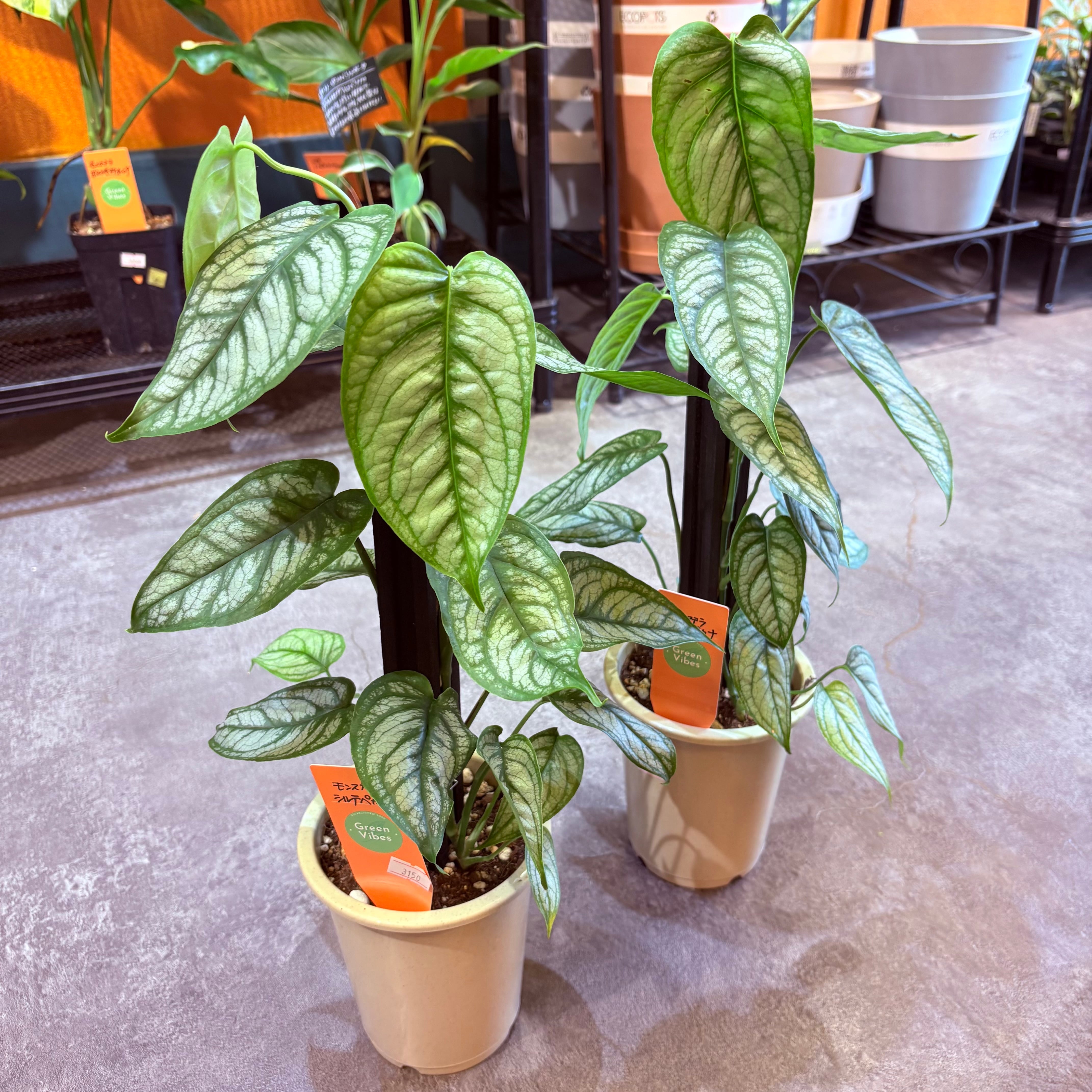 モンステラ シルテペカナ 4号 | Green Vibes 宇都宮市の観葉植物専門店