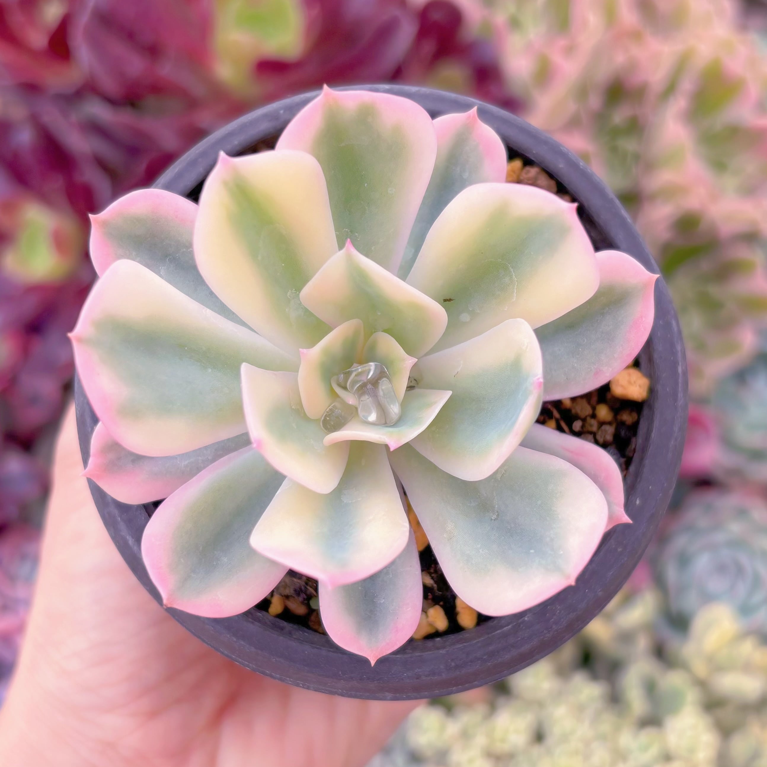 6ad5f527db1a9b25cb0b053dfa1492