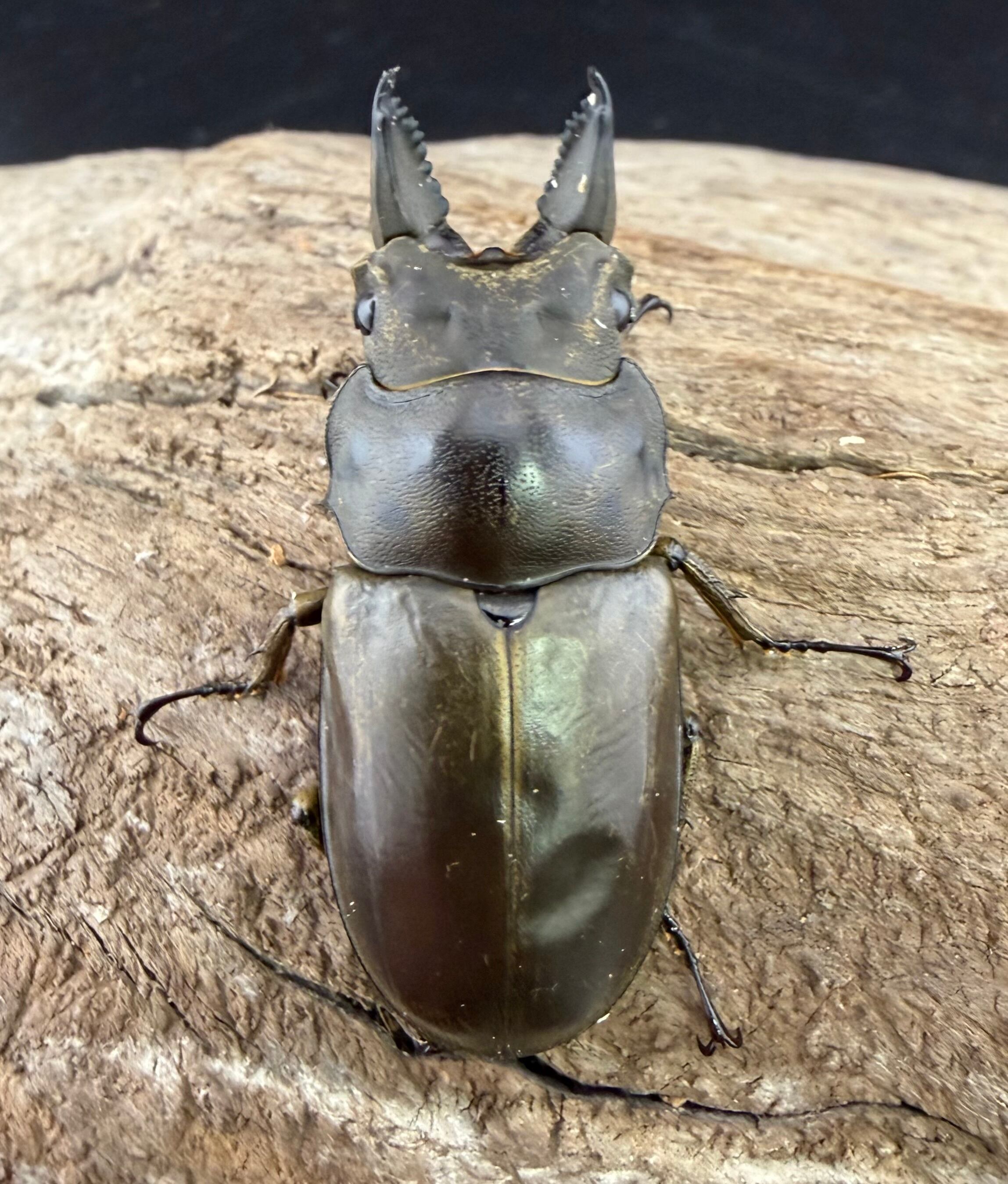 WAK】即ブリ 1ペア ♂44mm ♀36mmフルストルファーオウゴンオニ 掴む力 