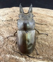 【WF2】《フルストルファーオウゴンオニ 44mm ペア》栗茶色氏委託個体