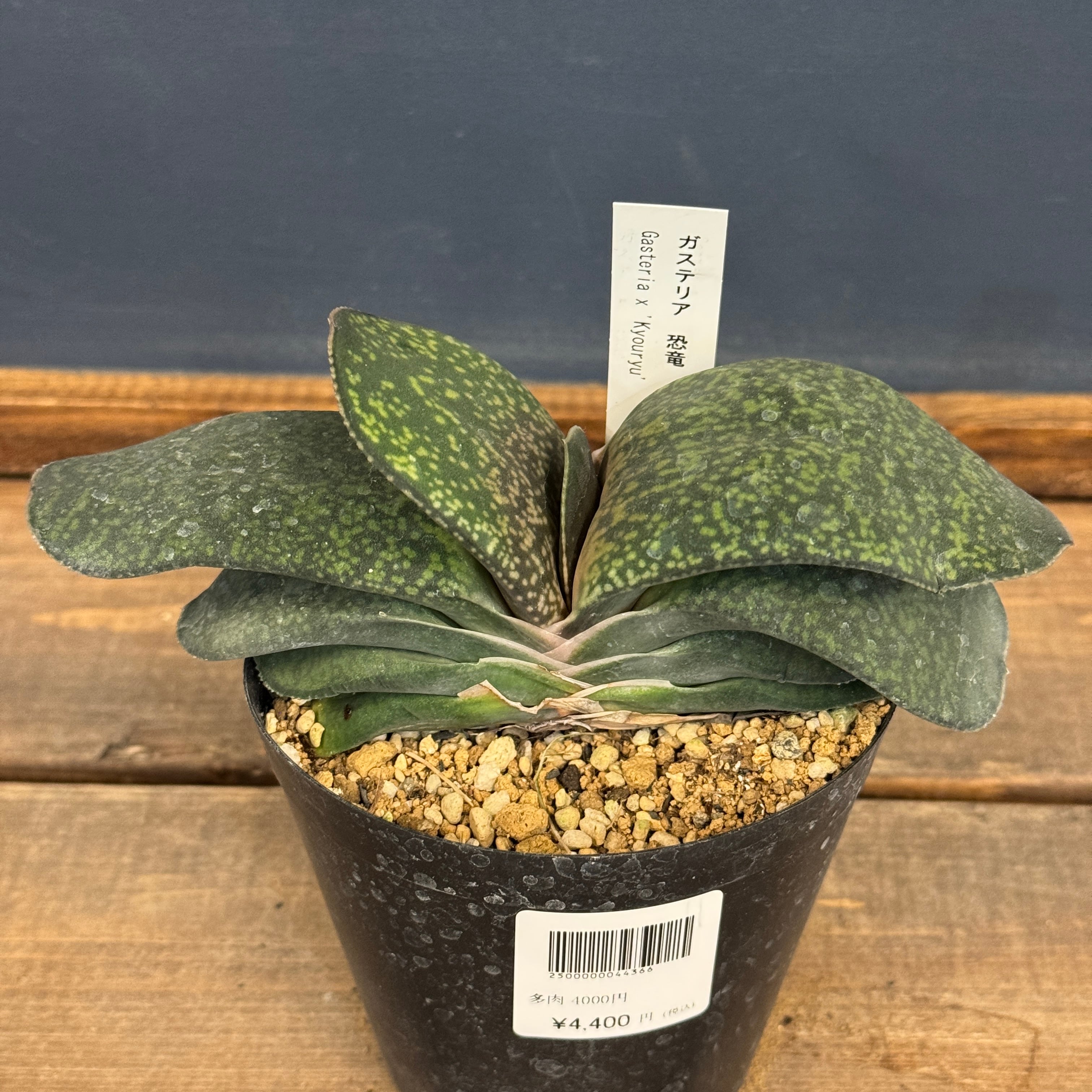 ガステリア 恐竜【1034】 | PROTOLEAF プロトリーフ