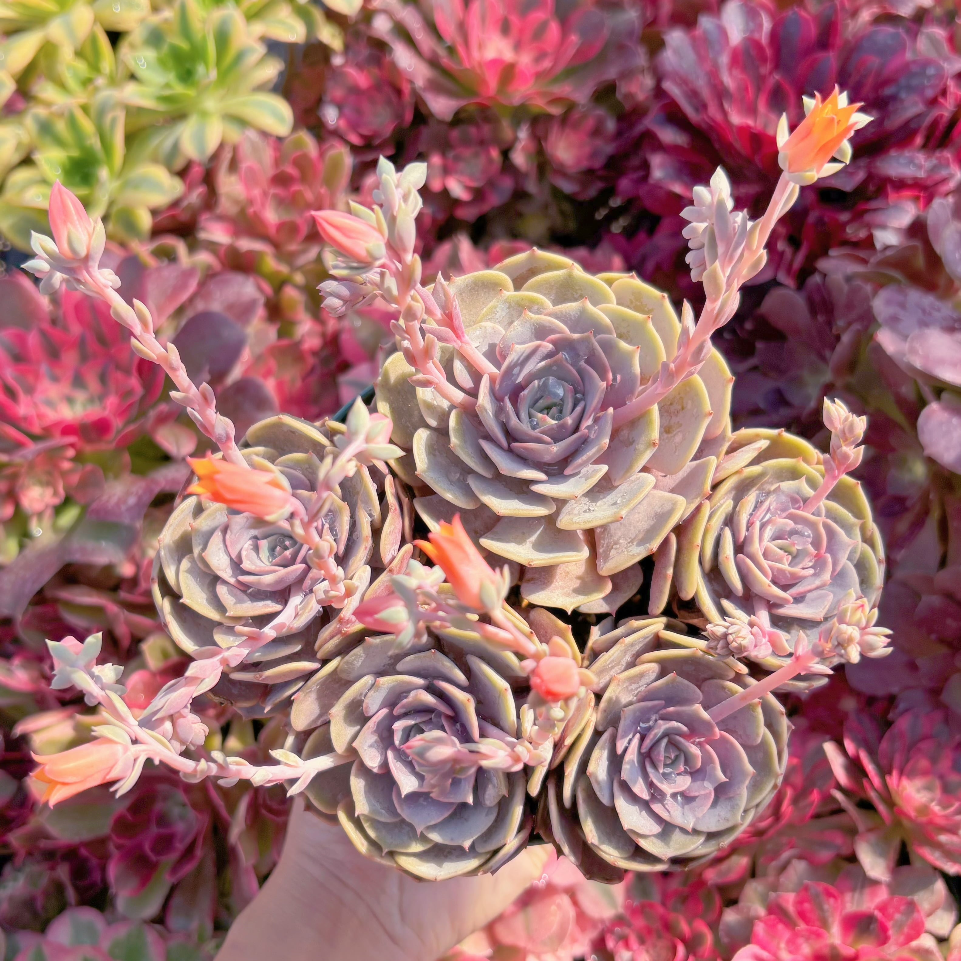 現品　ピンクローラ#M288　大群生　新入荷　るる農園