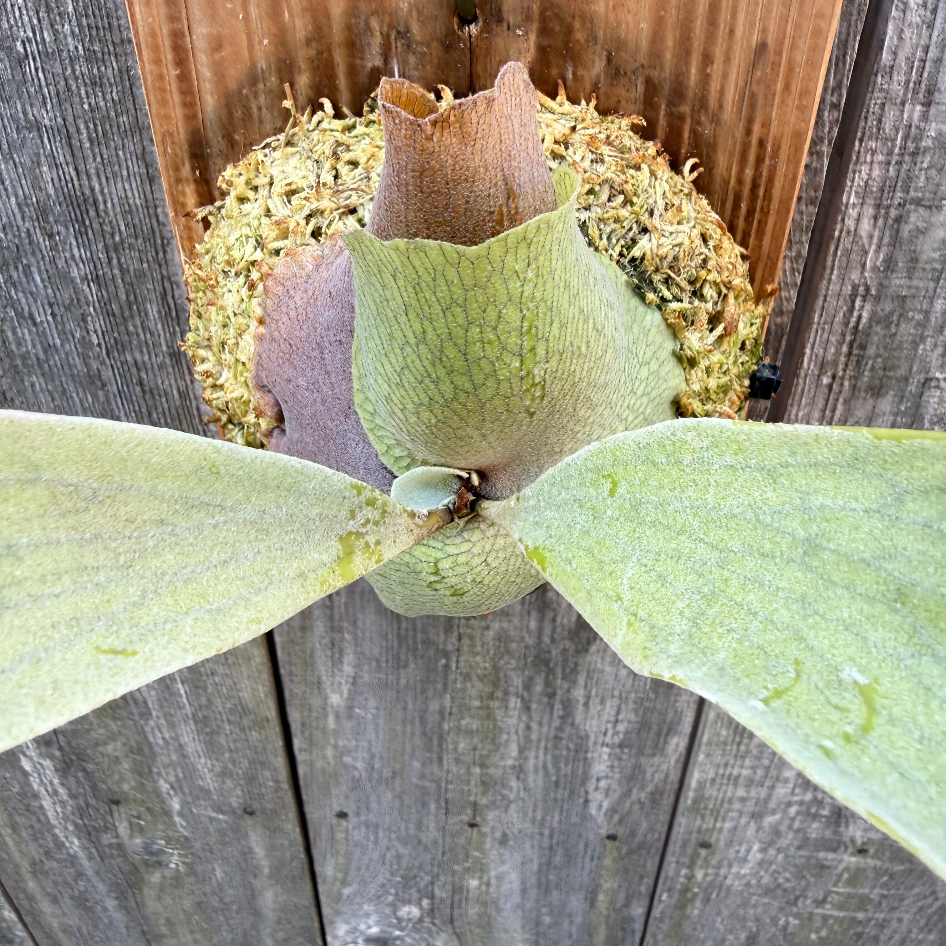 P. Blue Moon sporelings | naturefix