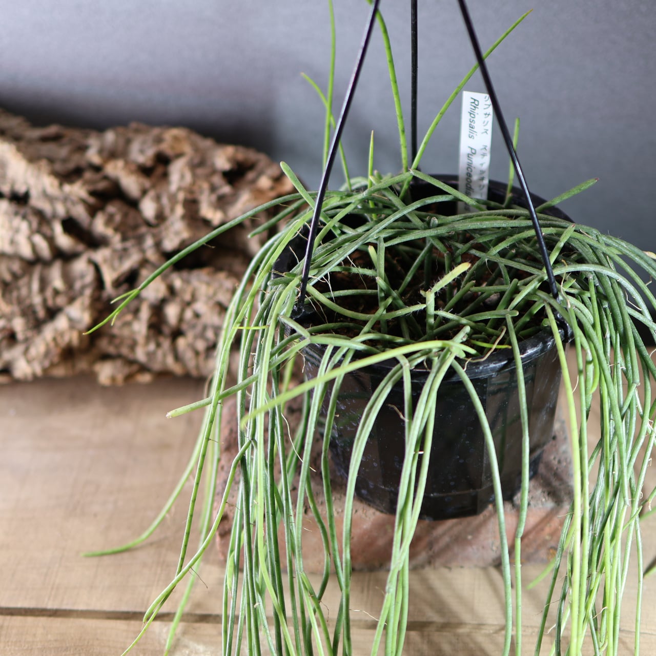 540『リプサリス スティッキリー』観葉植物【送料無料】 | MARX PLANTS