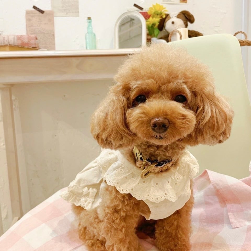 即納販売 Romantic Heidi Ops （natural）韓国犬服 soso boutique | PAY ID