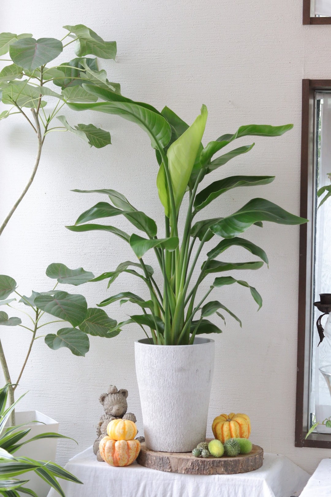 盆栽風♡野生的グリーン♡観葉植物♡ガジュマル | Total Plants Egret