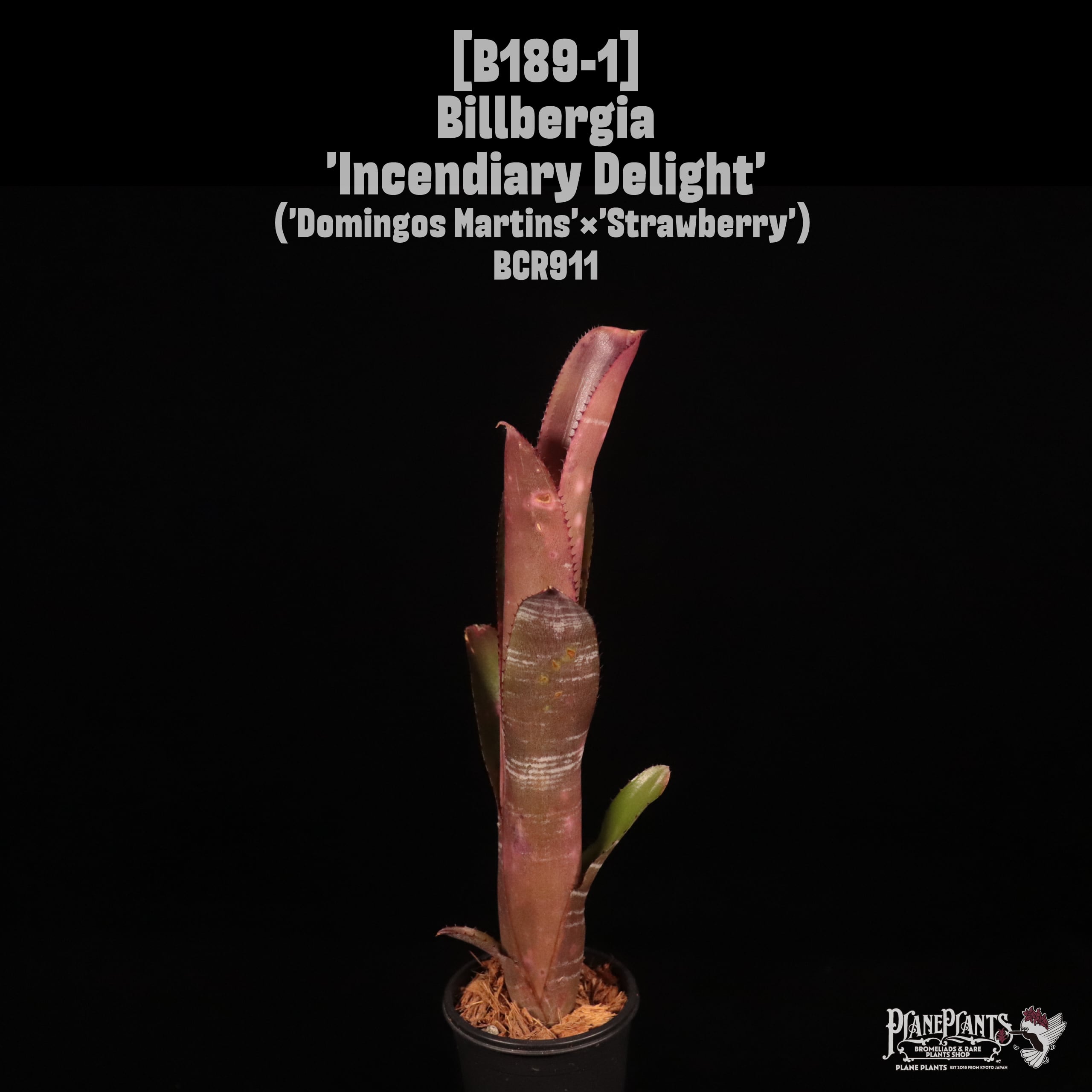 Billbergia 'Incendiary Delight'〔ビルベルギア〕B189-1