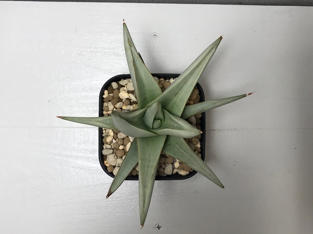 サンスベリア チャニン