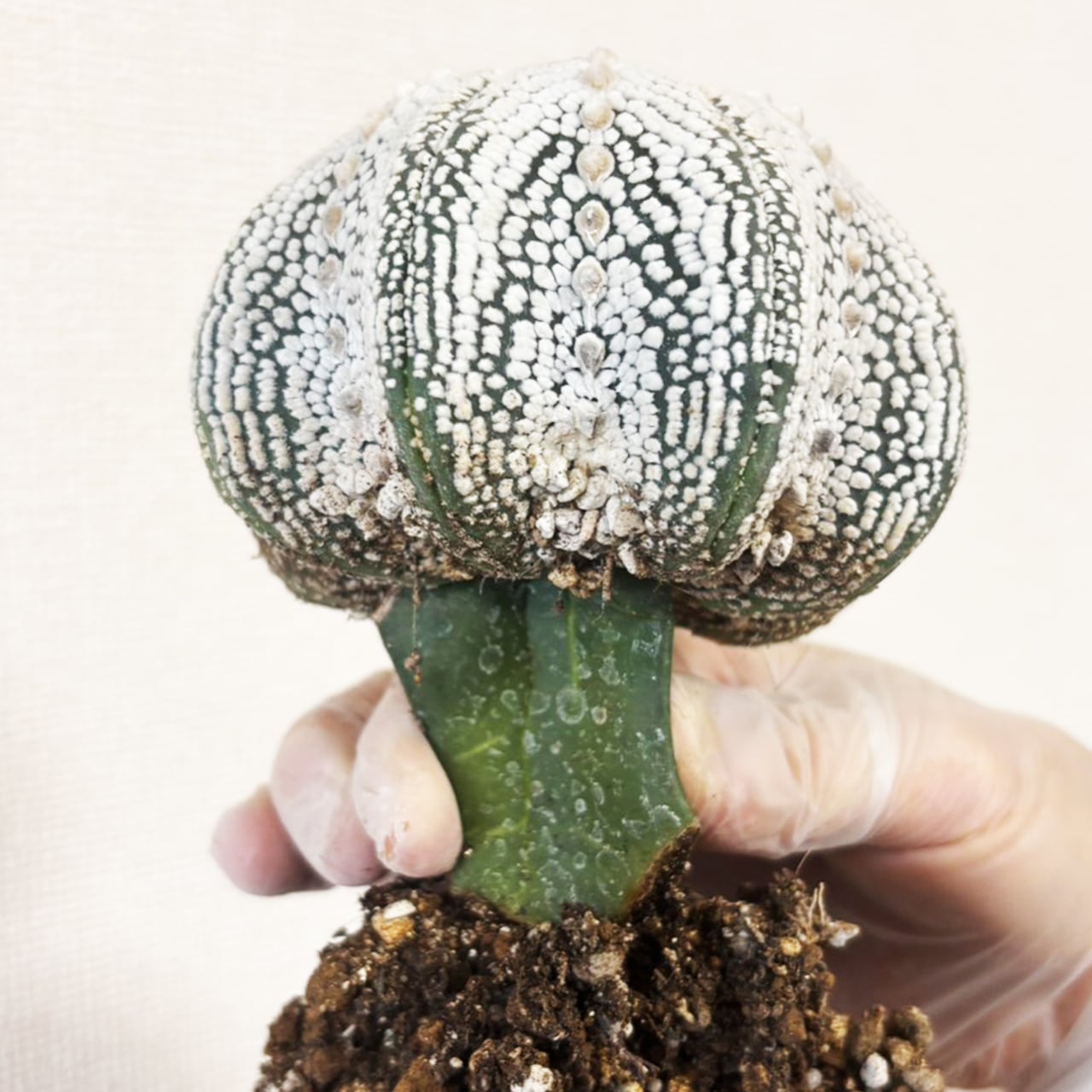 【厳選株】最大幅11cmの特大スーパー兜｜手作りモルタル鉢に映える、白く美しい星点が詰まった至極のサボテンです｜虫発生抑制