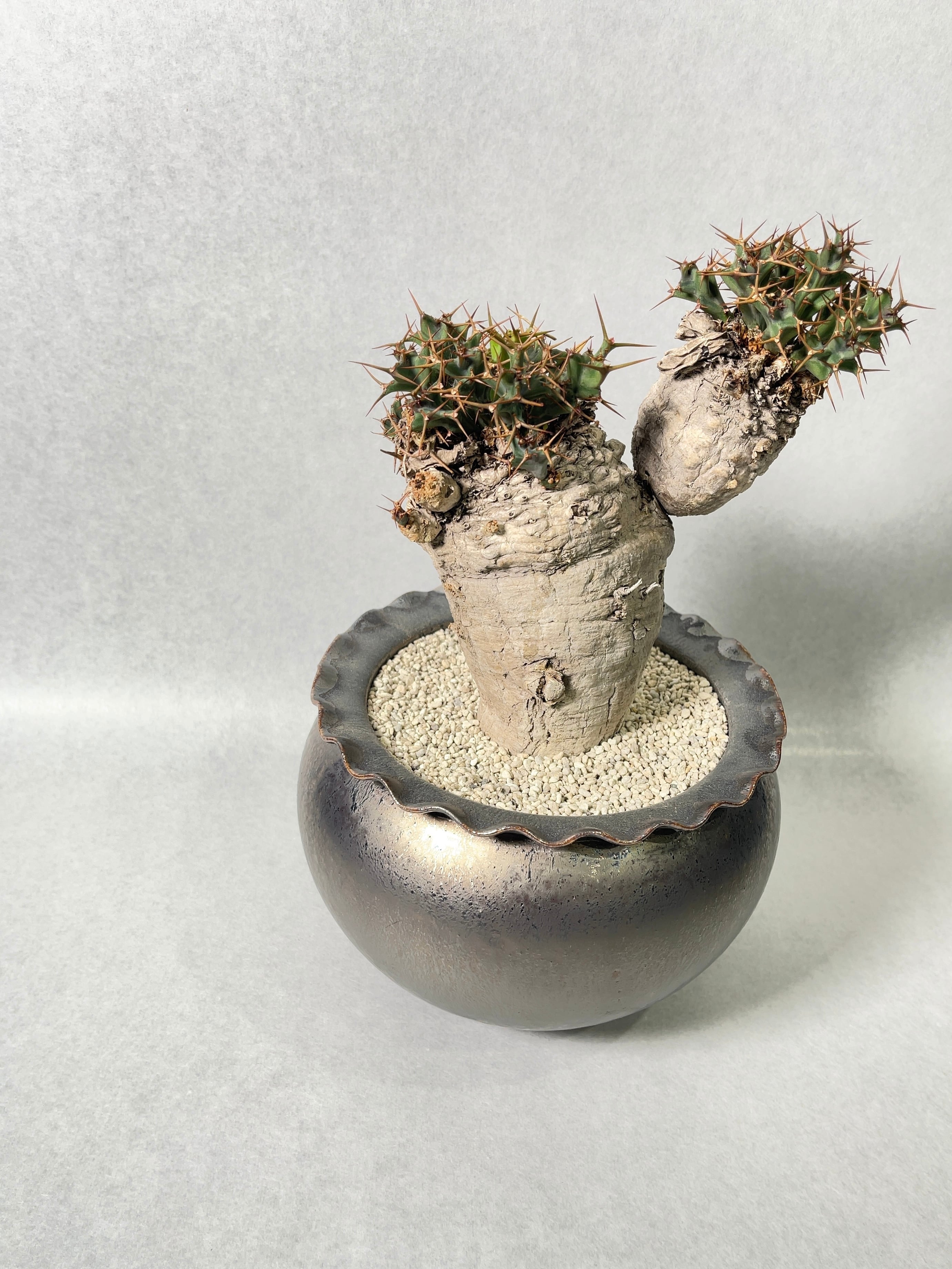 ユーフォルビア・クラビゲラ | trigger ユーフォルビア・クラビゲラ | trigger