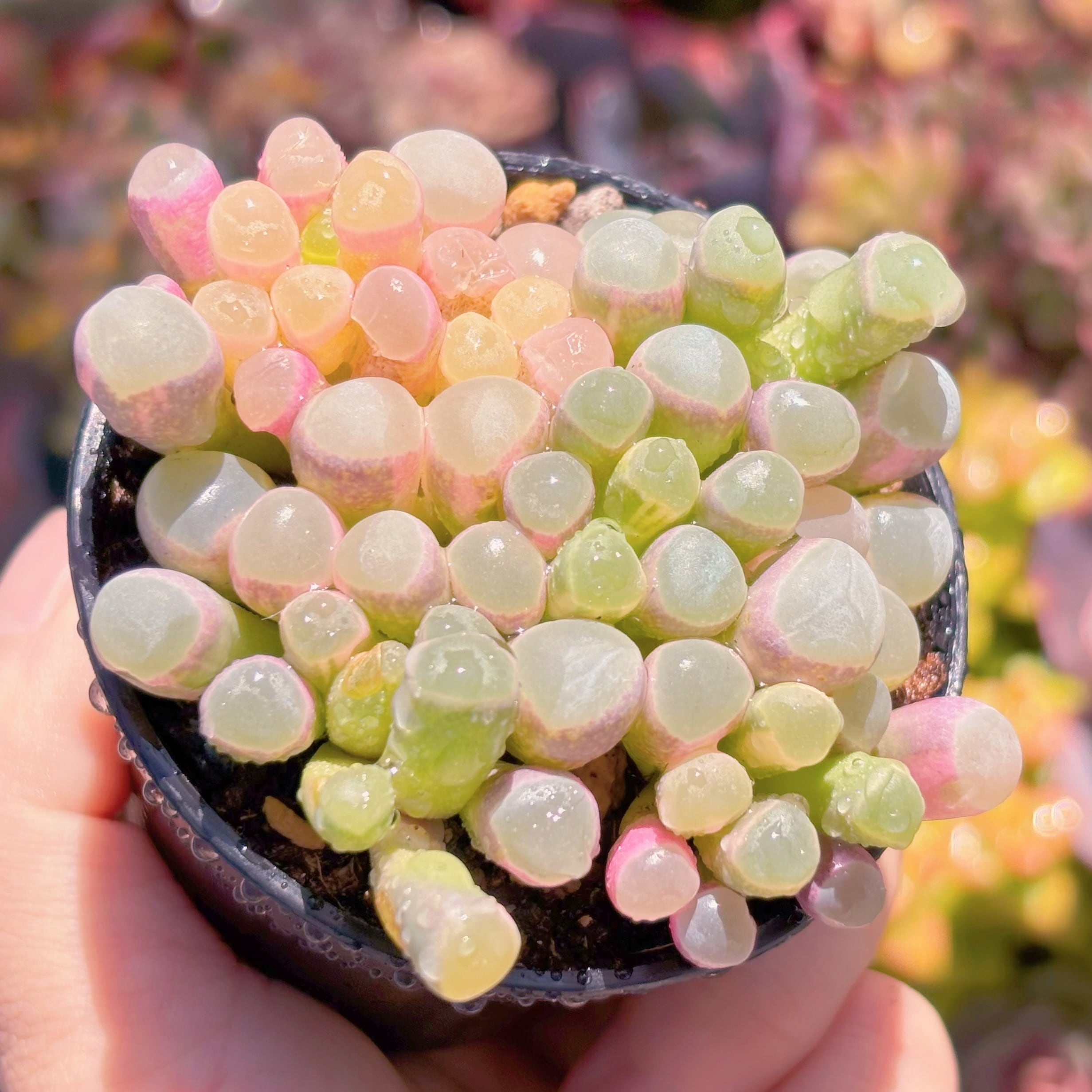 現品　五十鈴玉錦#C51　群生　美苗　希少　新入荷　るる農園