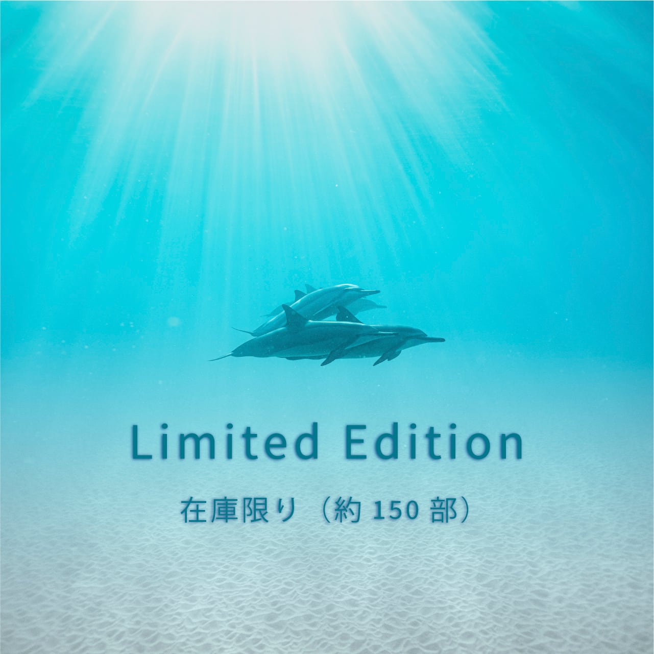 DOLPHIN EYES カレンダー 2026.04–2027.03（4月始まり・数量限定