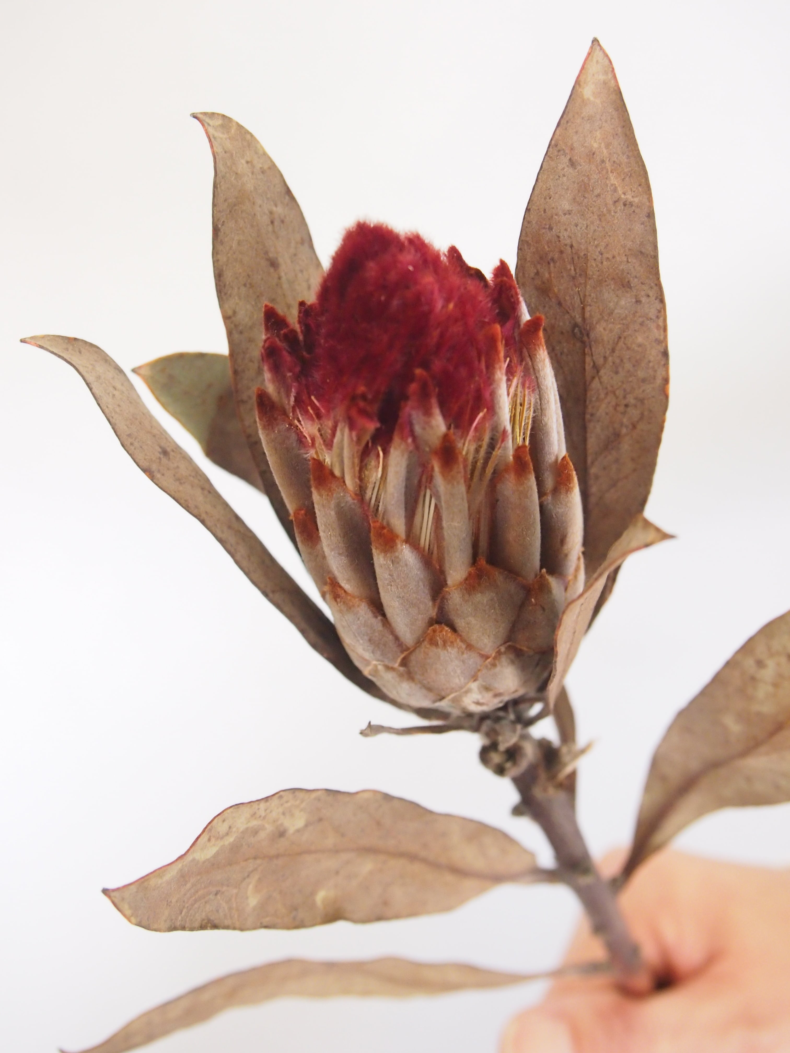 プロテア ロビンナチュラルドライフラワーナチュラル