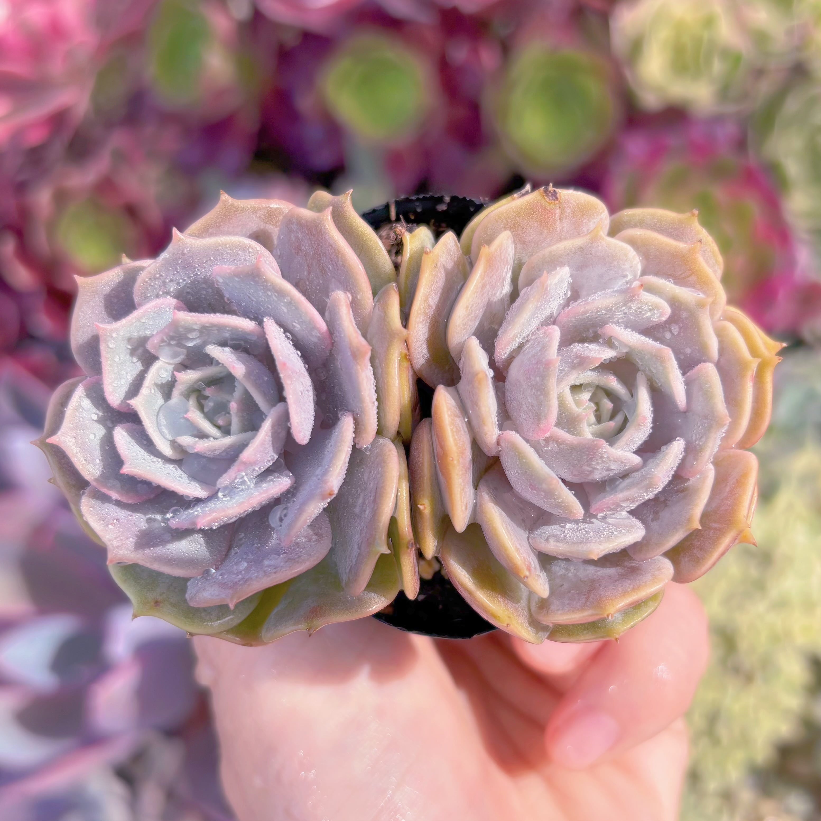 現品　ローラ#288　るる農園