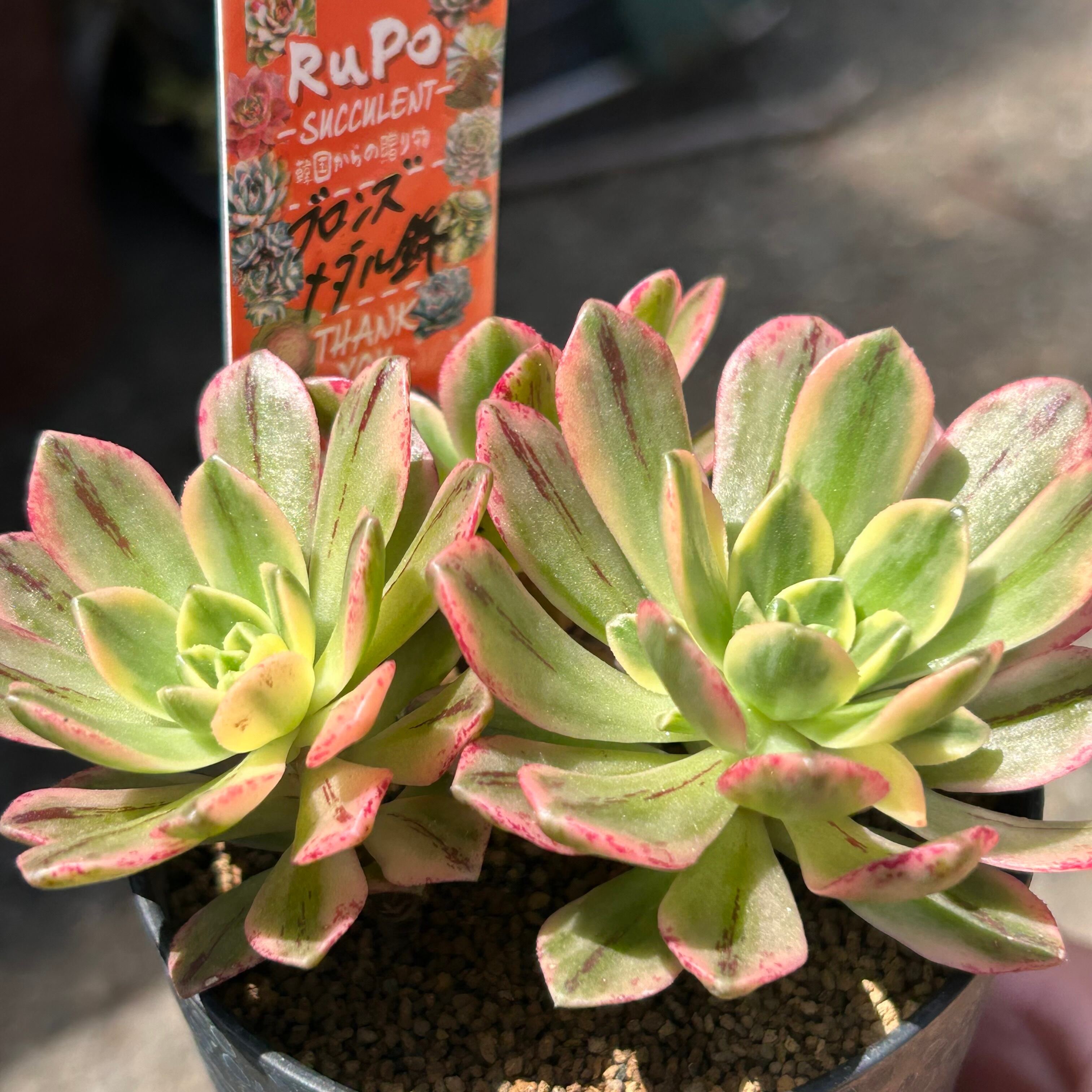 ブロンズメタル錦 アエオニウム | RuPo 多肉植物専門店