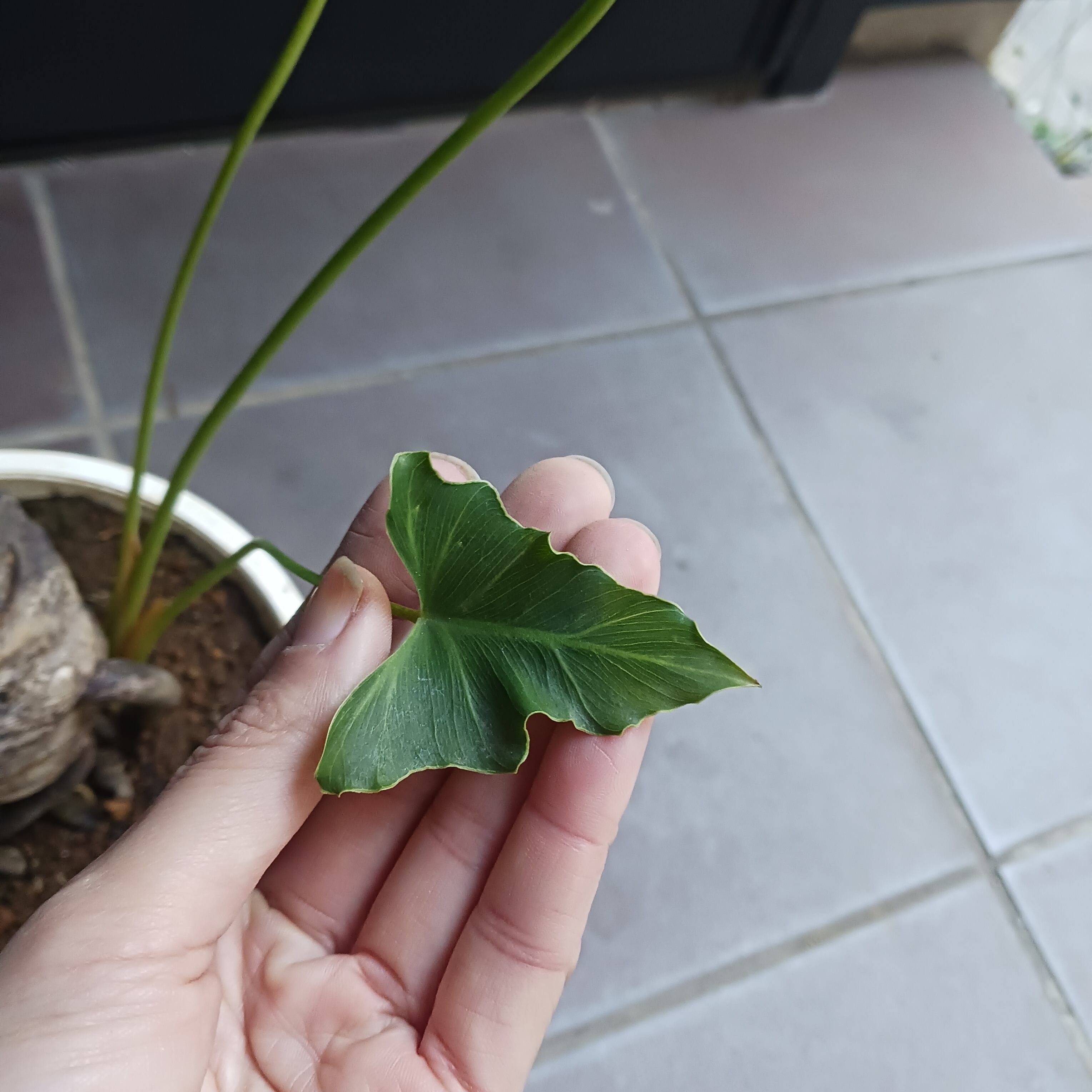 引取限定★1 セローム 10号　幹上がり　幹立ち　観葉植物 10 セローム 6号 幹上がり 幹立ち | GreenSecret