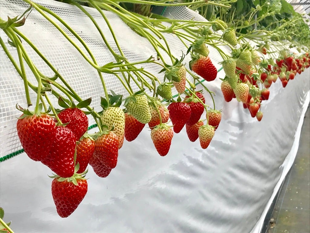 いちごジャム3種類 箱入セット
