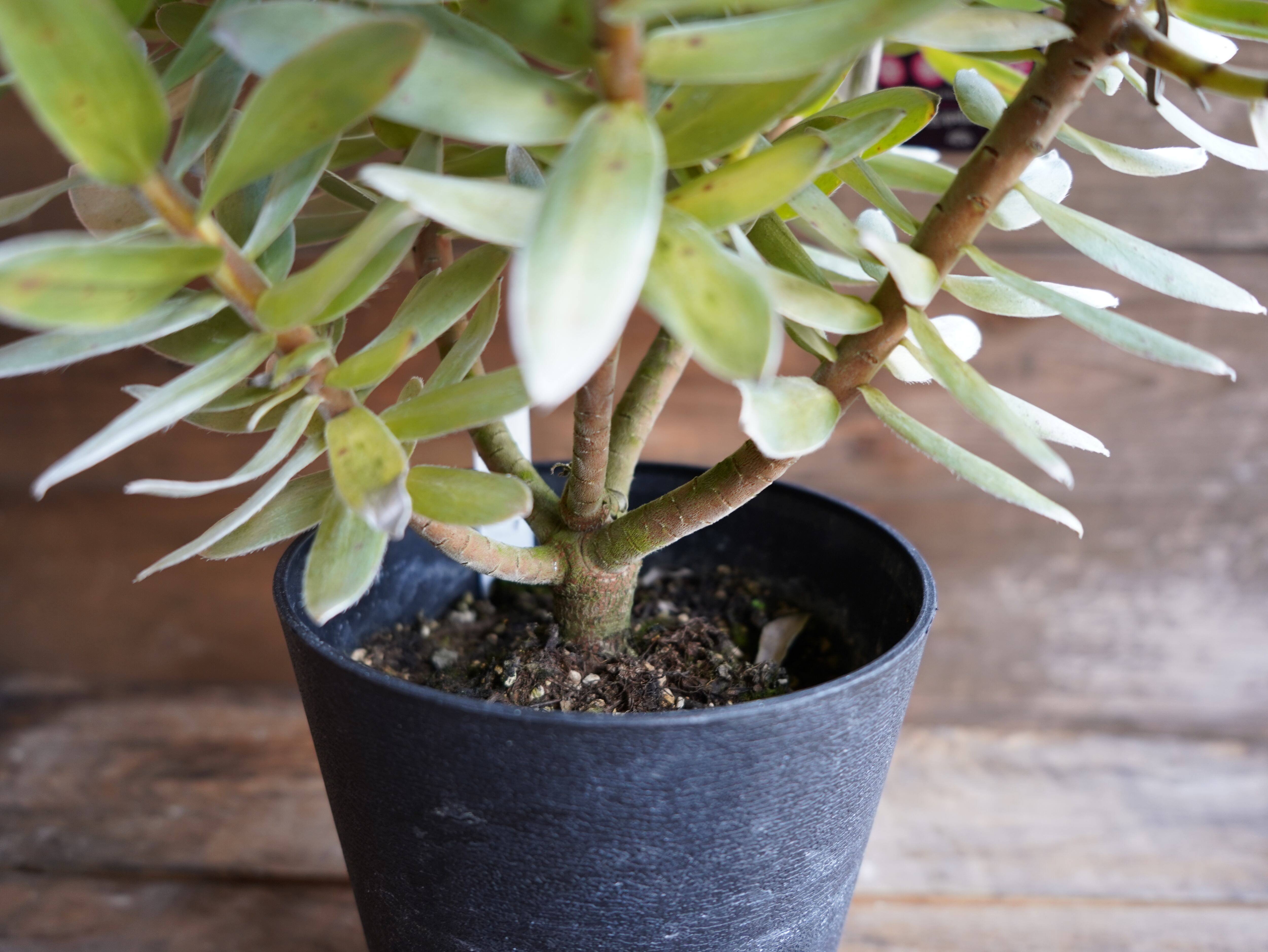 【現物】ミメテス　”クラッカージャックシルバー”　C