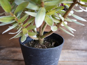 【現物】ミメテス ”クラッカージャックシルバー” C