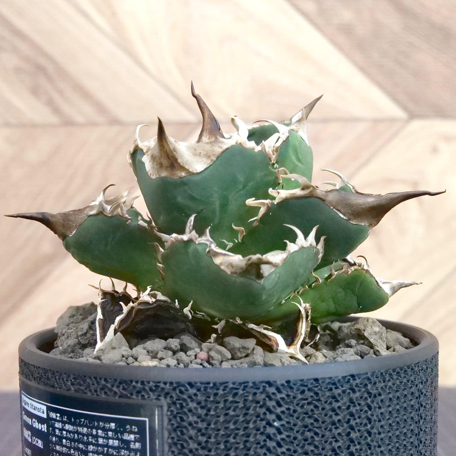 Agave Titanota 緑幽霊 (Green Ghost) アガベ チタノタ / 中株(4号鉢