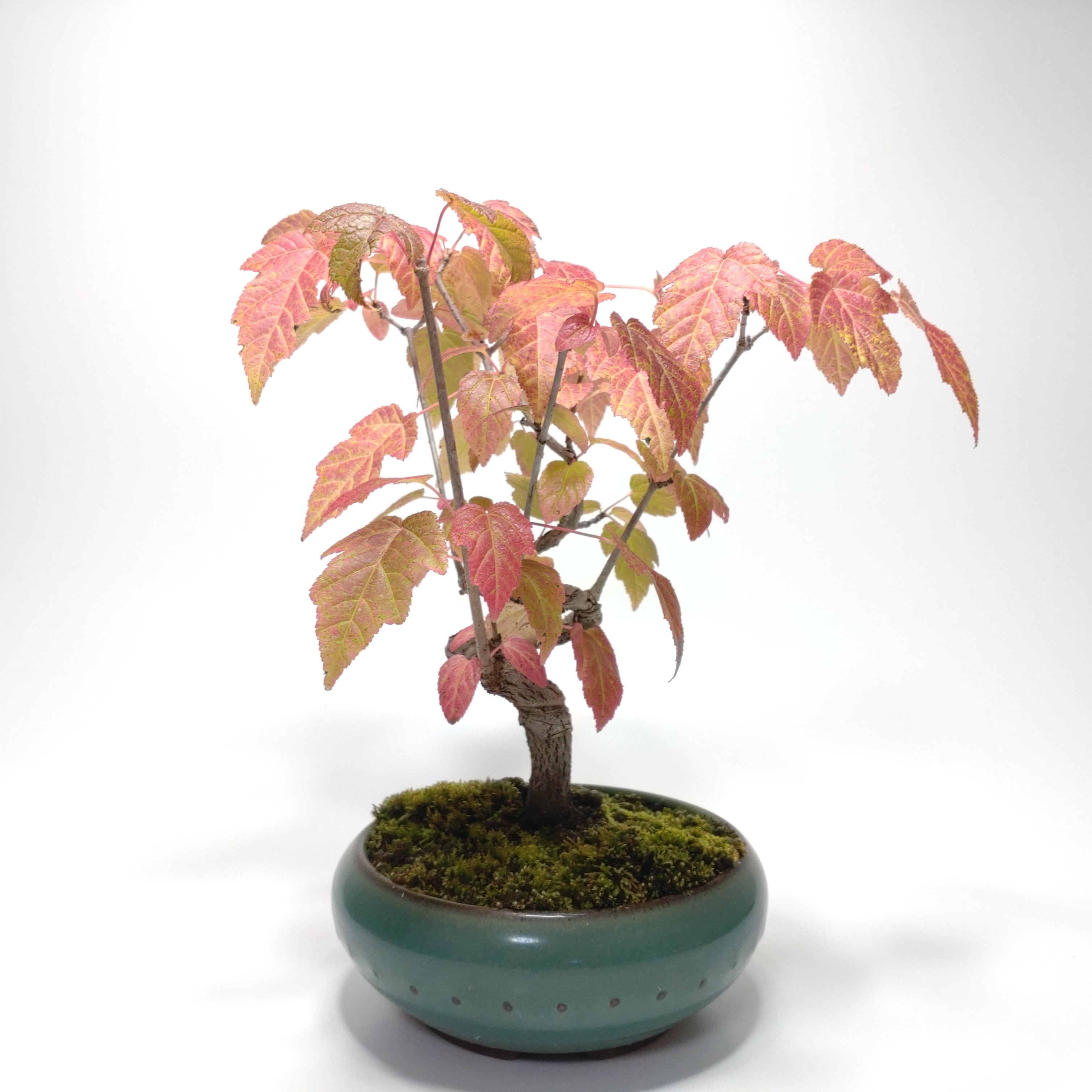 ヤマコウバシ盆栽 SS016 | 盆栽創【Bonsaisou】