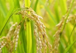 北海道のエース米 ふっくりんこ（20kg）たかすタロファームのお米
