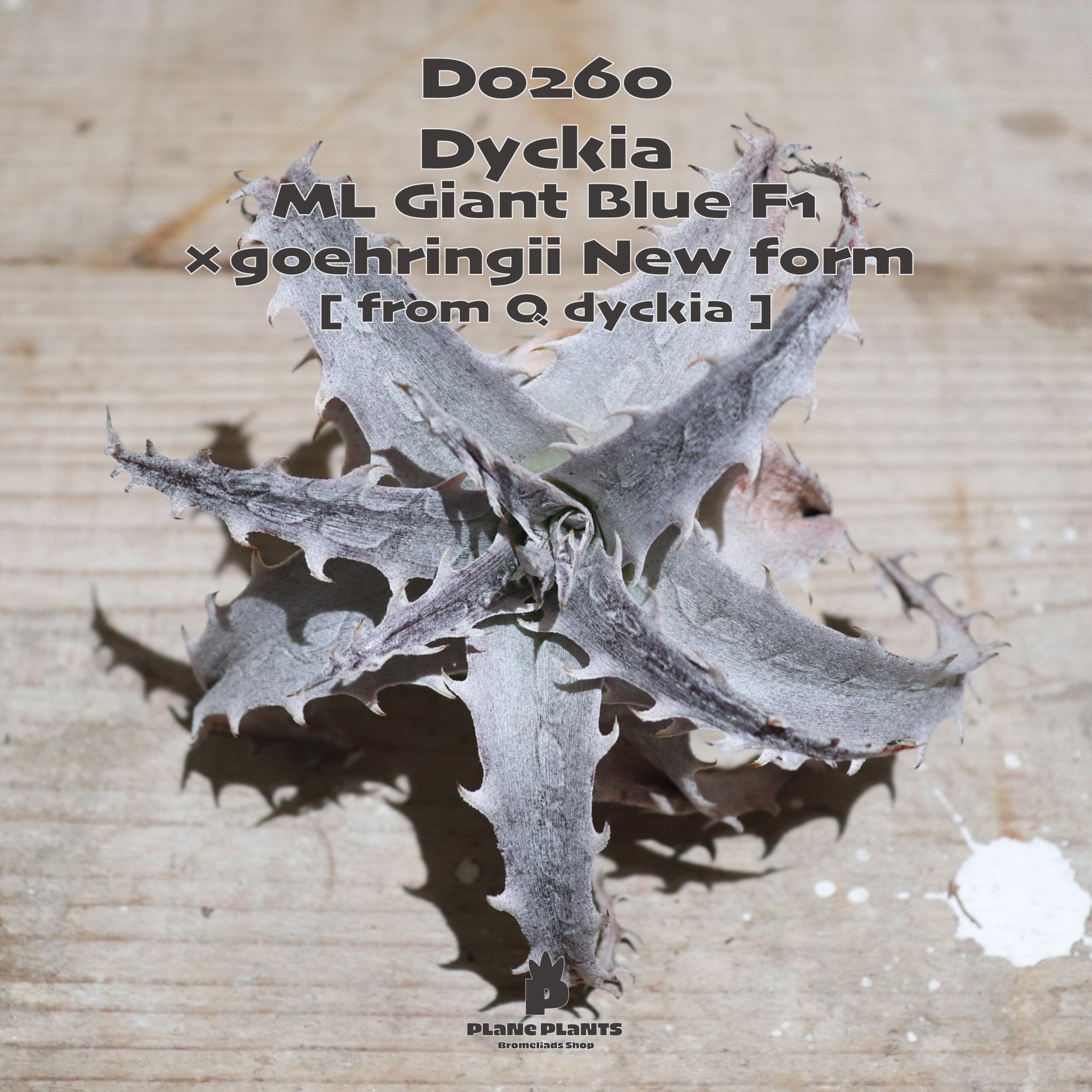 Q dyckia | plane plants