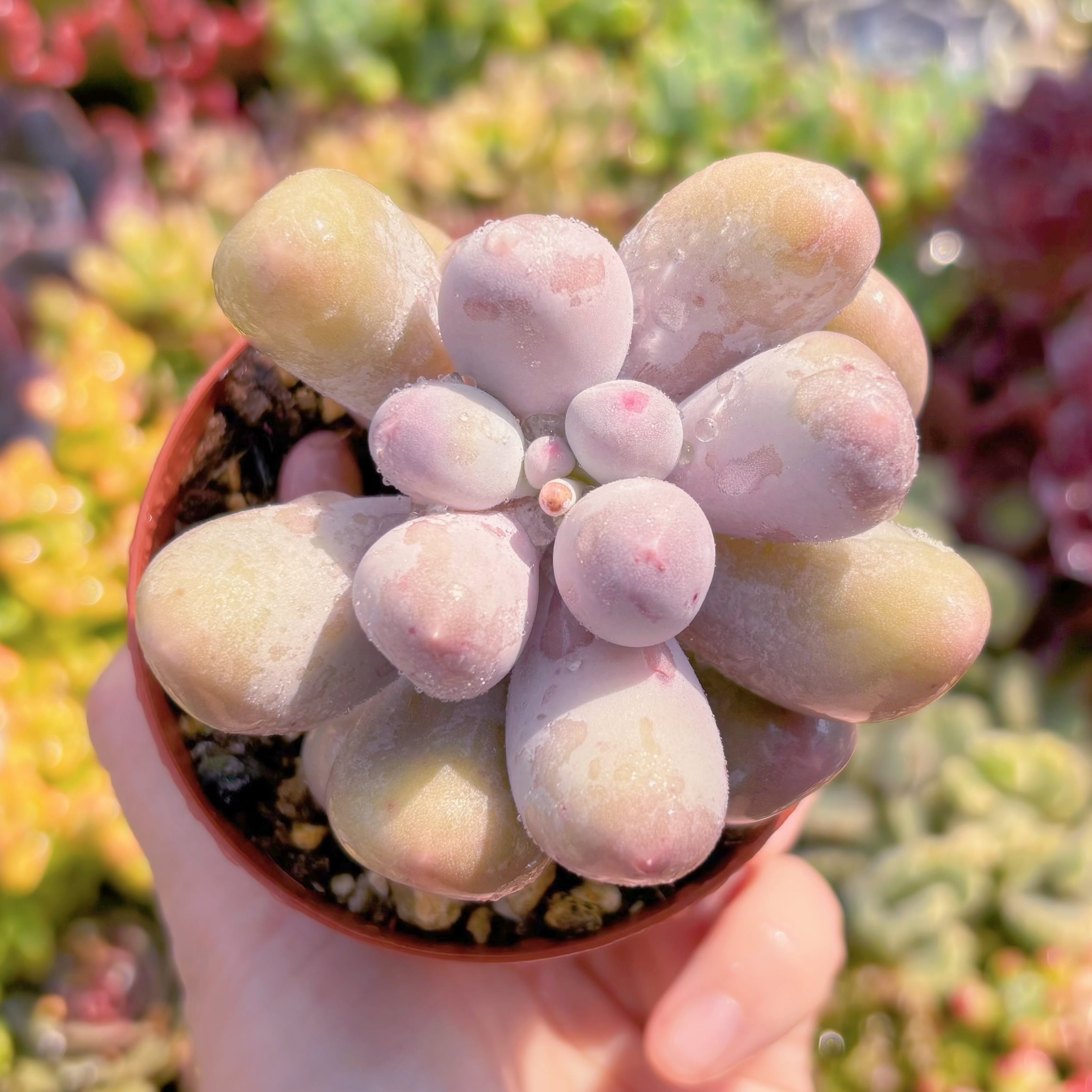 現品　ミルクミル#007　るる農園