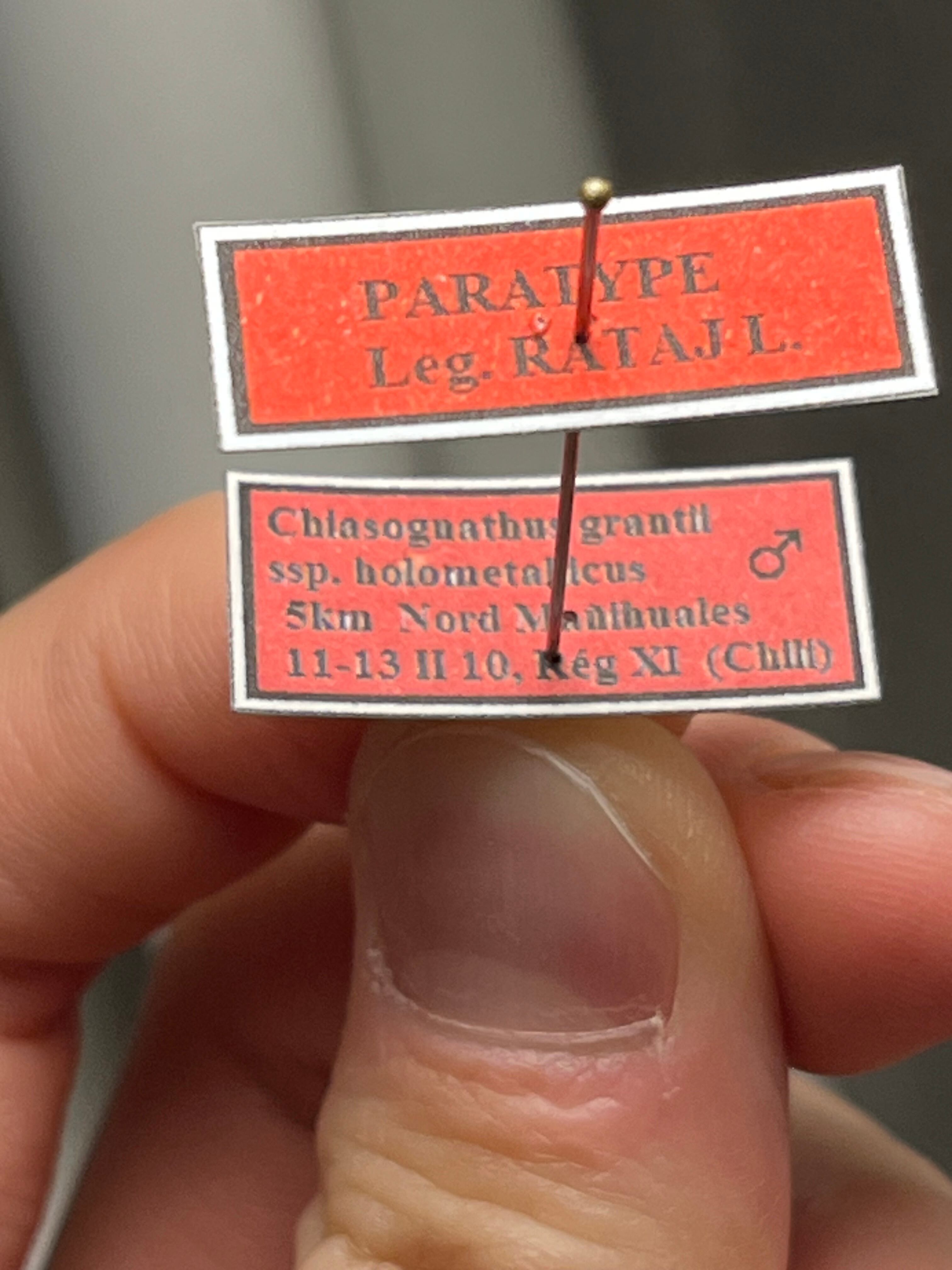 PARATYPE】ホロメタリクスチリクワガタ 56mm シワバネクワガタ