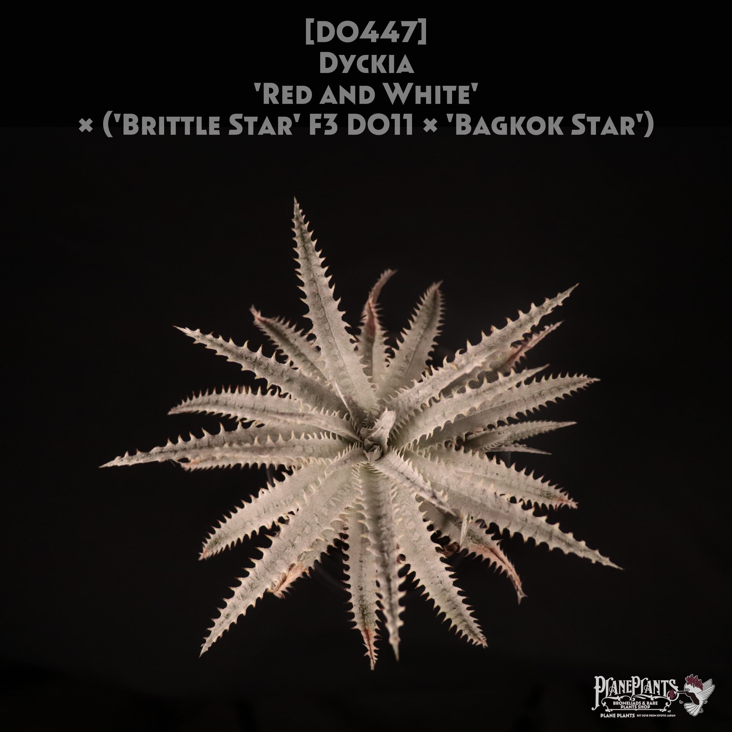 送料無料】Dyckia 'Red and White' x ('Brittle Star' F3 D011 x 送料無料】Dyckia 'Red and White' x ('Brittle Star' F3 D011 x