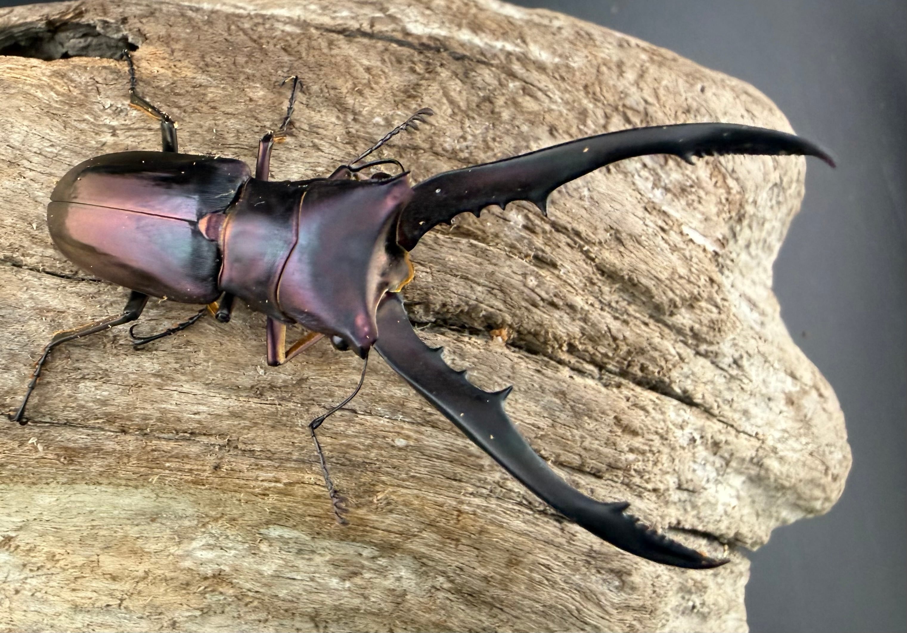 WD】《チュウゴクマルバネ原名亜種 36mm ペア》 | KPW公式オンライン