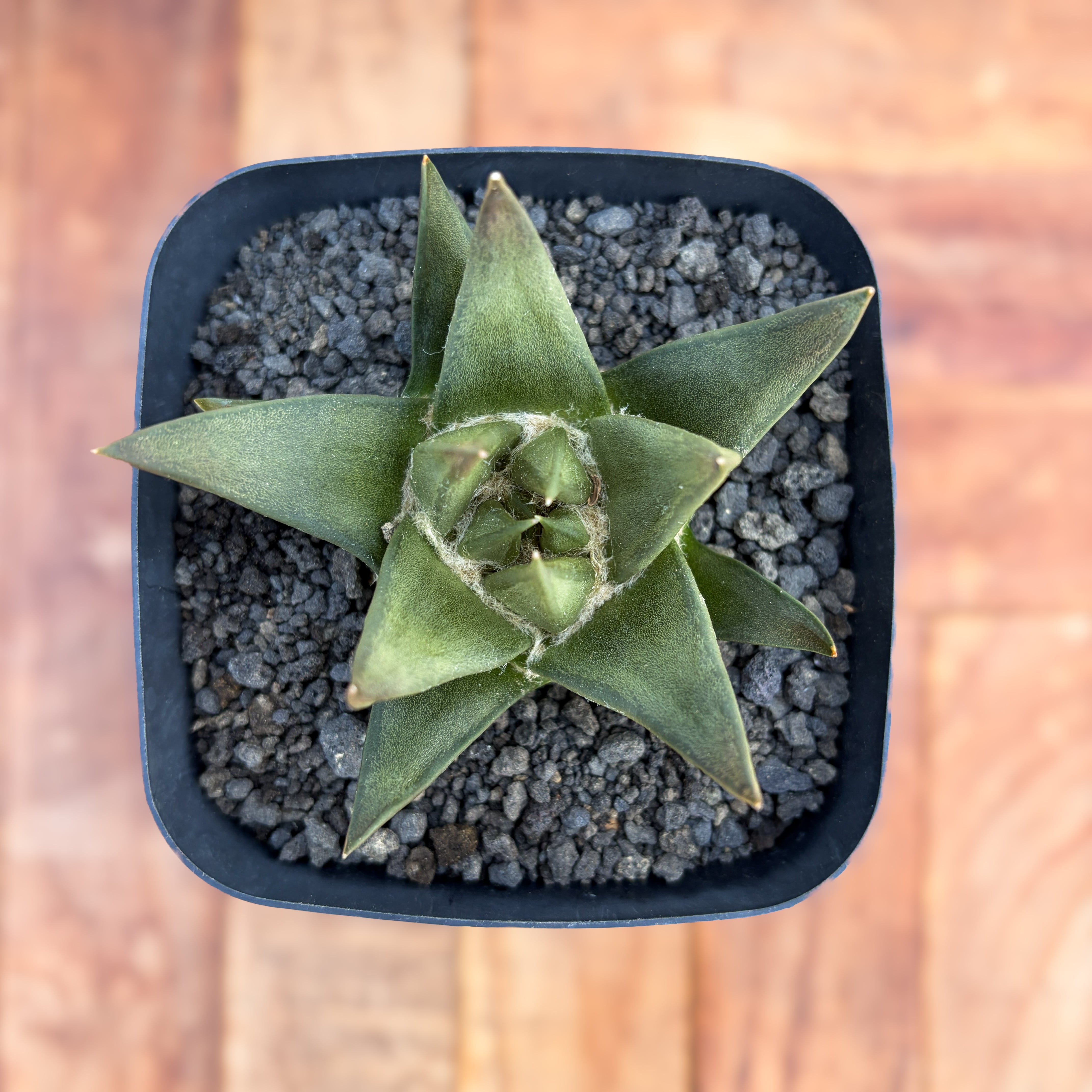 Ariocarpus | RIMO'S GREEN 【Saboten & Succulent】