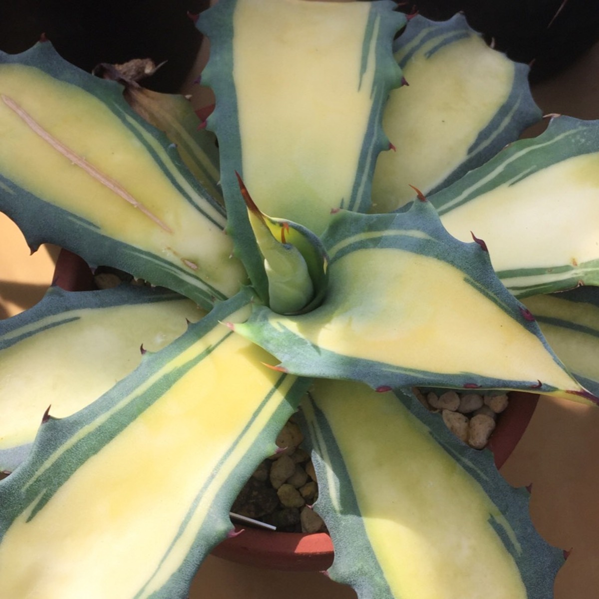 アガベ フェロックス 黄中斑 | kojimaplants