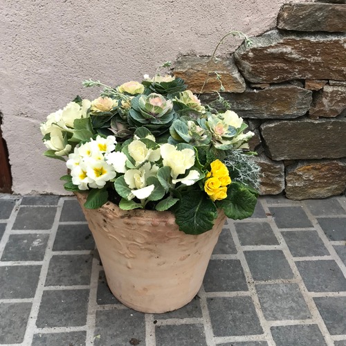 葉牡丹寄せ植え  テラコッタ