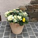 葉牡丹寄せ植え  テラコッタ