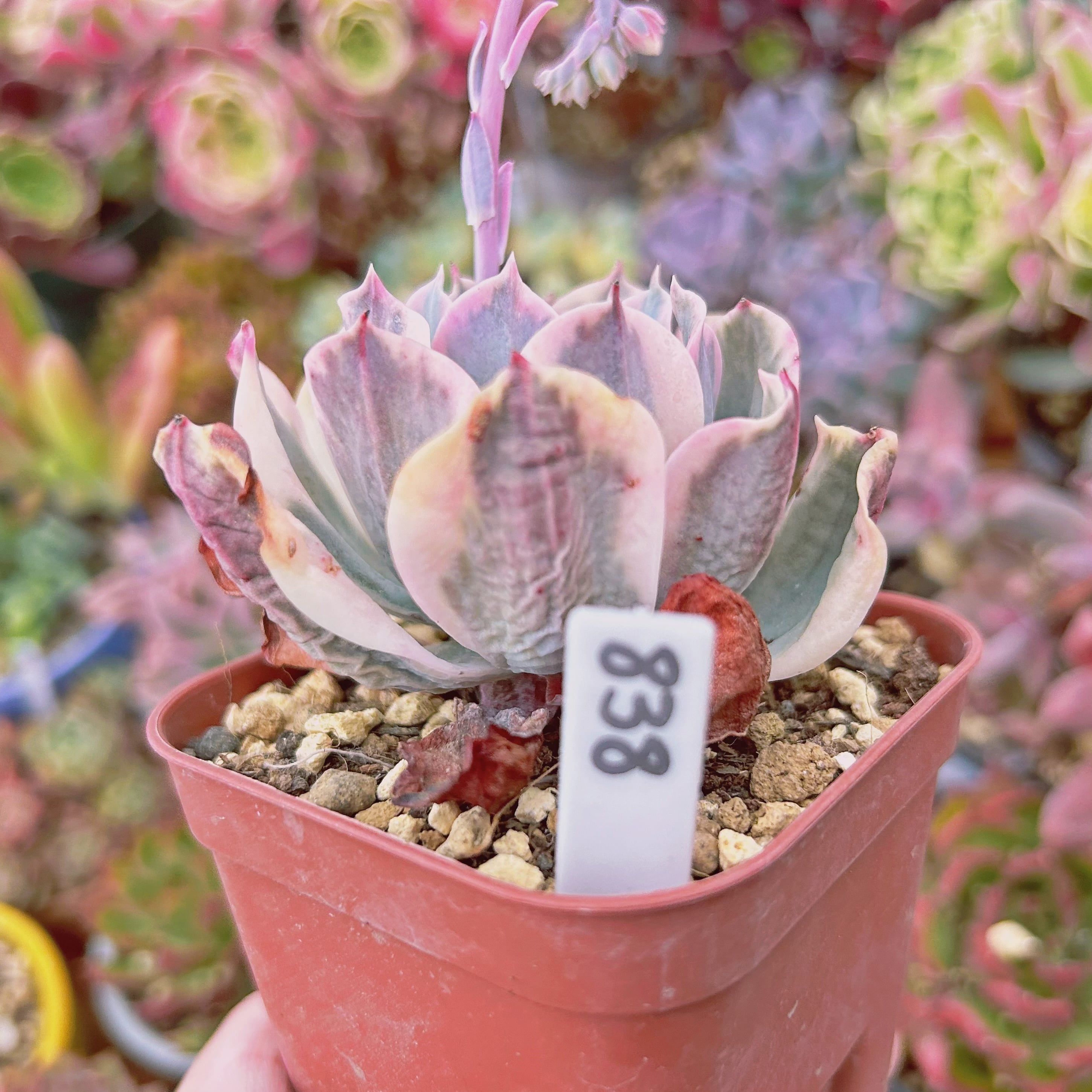 838現物 多肉植物 七福神錦 特大 抜き苗 | るる農園~多肉植物専門