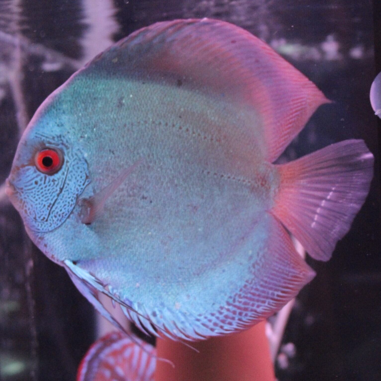 Bleher's Discus １・2巻セット　ディスカス Bleher's Discus 1・2巻セット ディスカス Bleher's Discus, Volumes