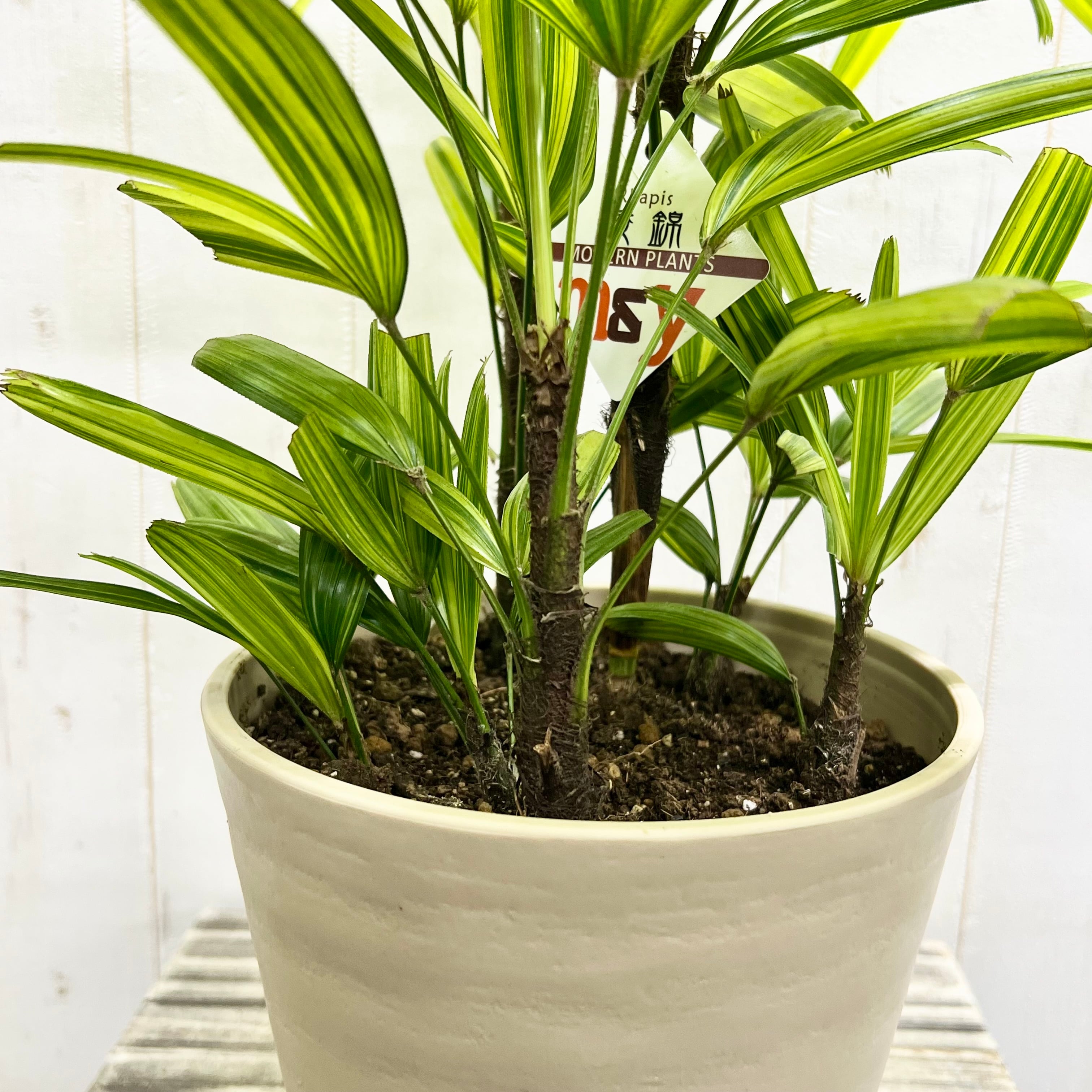 斑入り 観音竹 観葉植物 鉢植え 斑入り 観音竹 綾錦 すっきり美しい葉姿の上品な観葉植物 | PLANTS