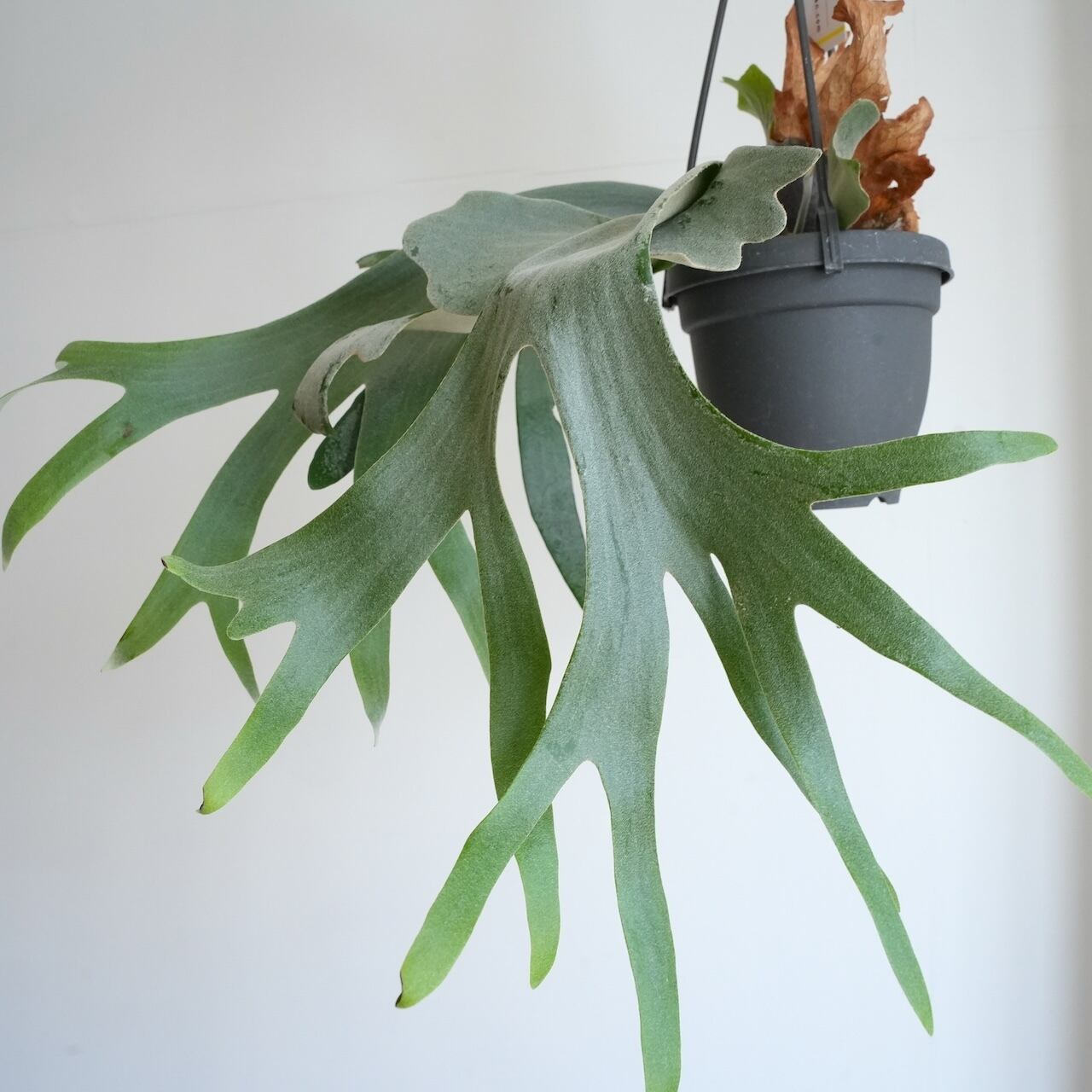 ビカクシダ ハンギング 観葉植物 送料込み】ハンギング植物 ビカクシダ ウィリンキー 4号サイズ プラ